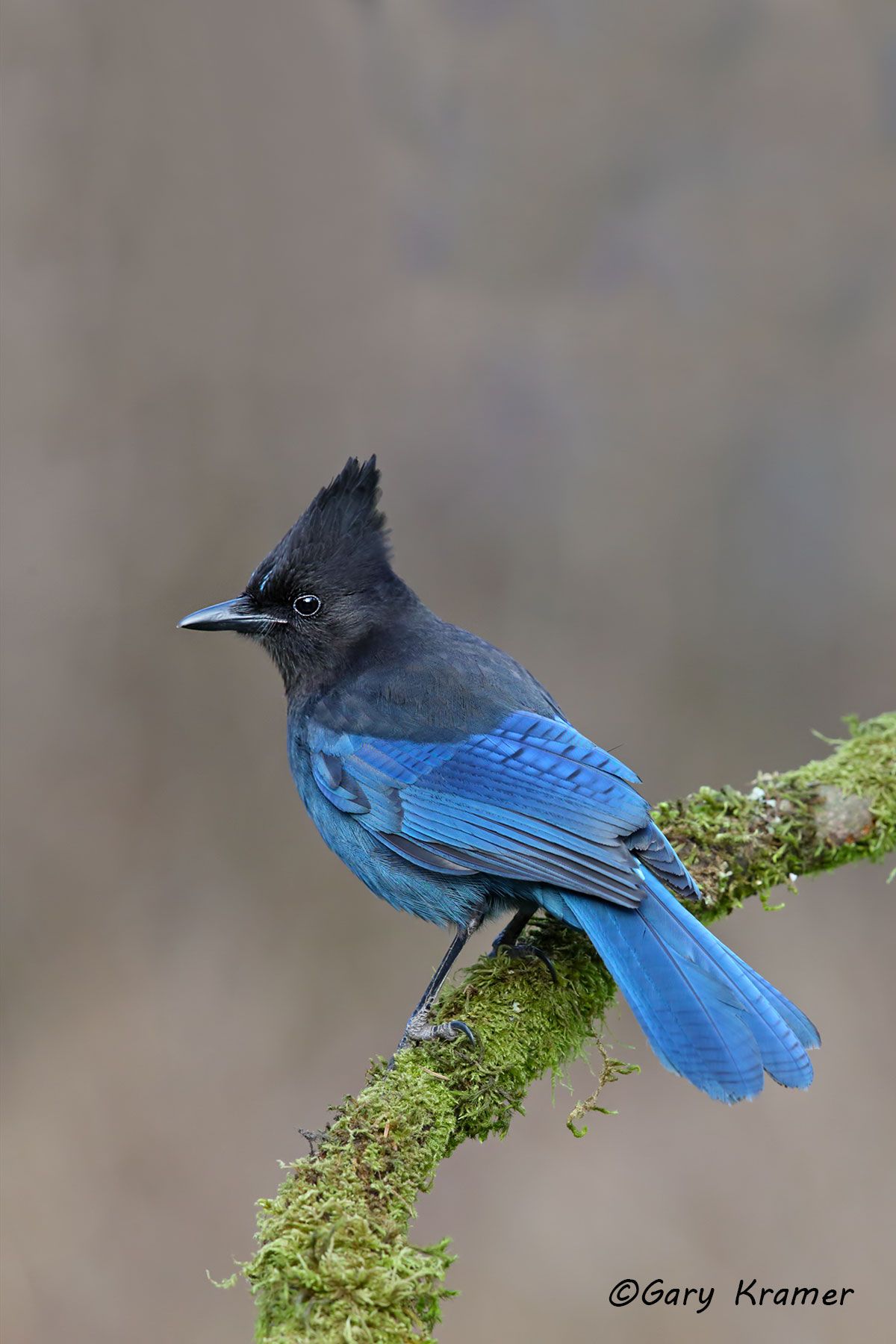 Steller's Jay (Cyanocitta stelleri) Steller's Jay (Cyanocitta stelleri) - NBTJt#039d(2)