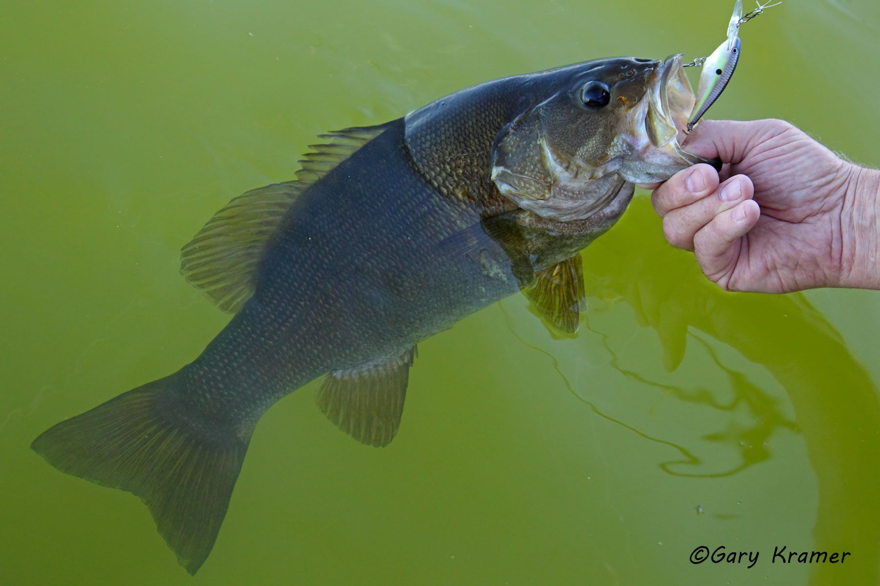 Smallmouth Bass (Micropterus dolomieui) - NFBSm#067d