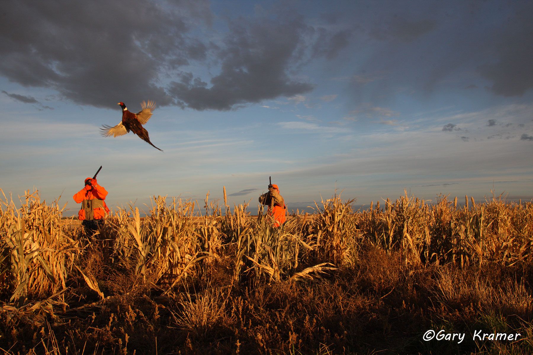 Hunter(s) shooting at flushing Pheasant Hunter(s) shooting at flushing Pheasant - NHPs#109d