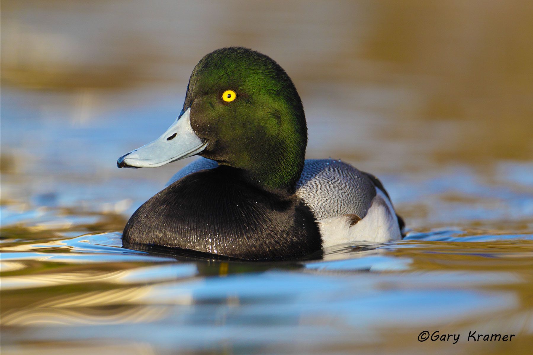 Greater Scaup (Aythya marila) - NBWSga#746d