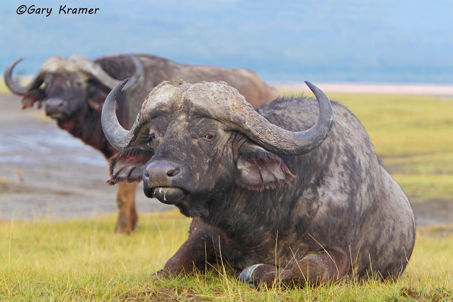 Cape Buffalo (Syncerus caffer) Cape Buffalo (Syncerus caffer) - AMB#677d