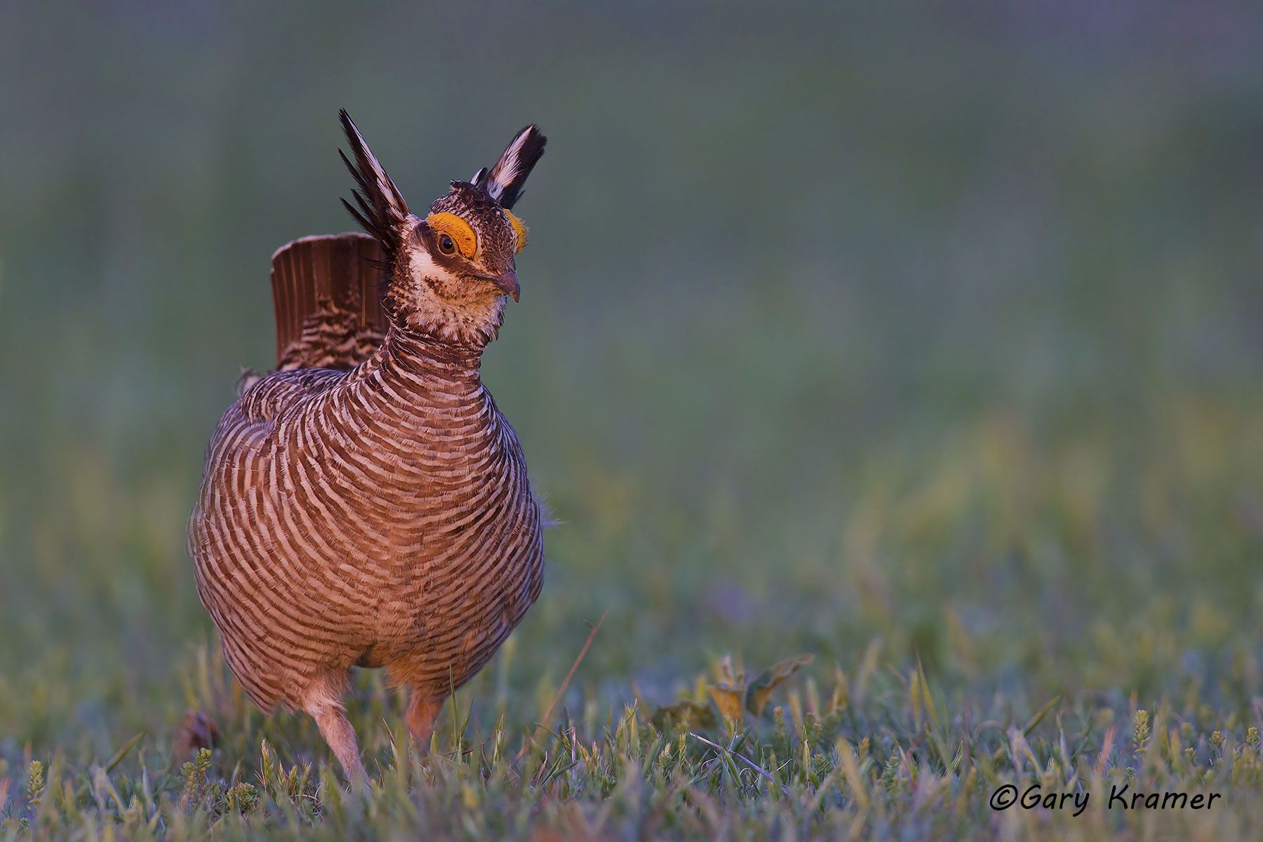 Lesser Prairie Chicken (Tympanchus pallidicinctus) - NBGCl#1491d
