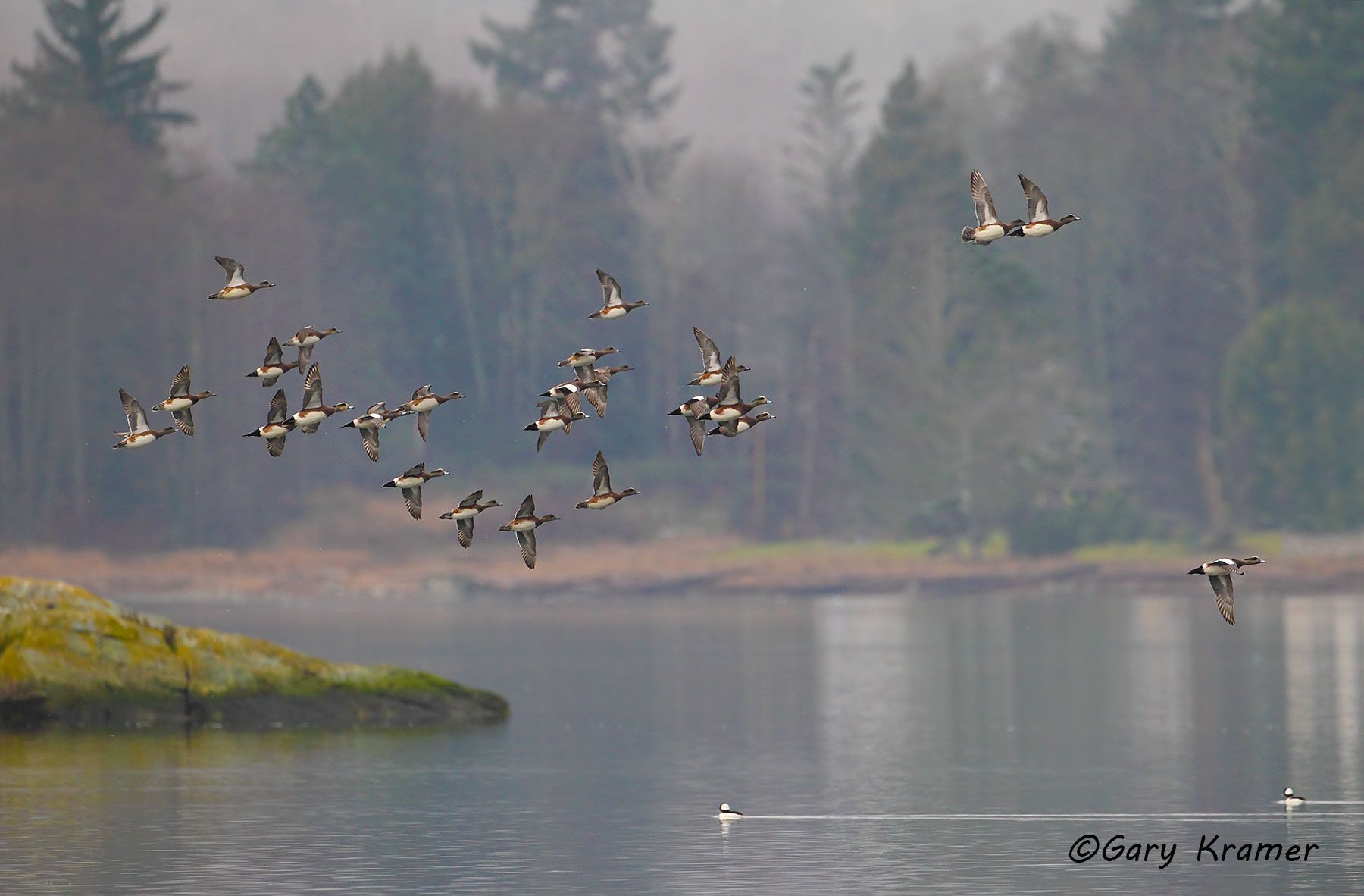 American Wigeon (Mareca americana) by GaryKramer.net, 530-934-3873, gkramer@cwo.com American Wigeon (Mareca americana) - NBWW#1088d(a)