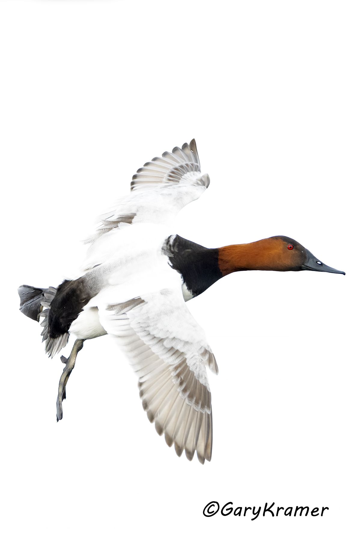 Canvasback (Aythya valisineria) - NBWC#2152d(2)