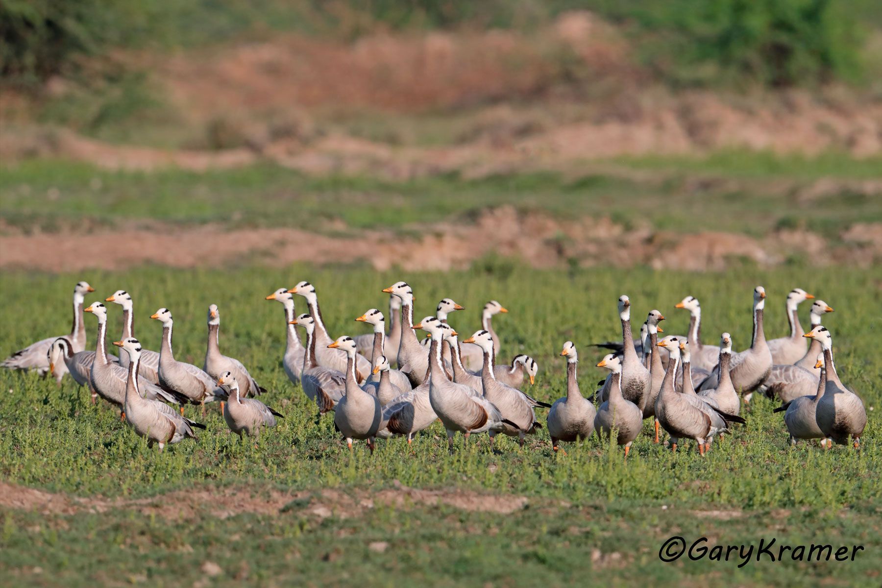 Bar-headed Goose (Anser indicus)  Bar-headed Goose (Anser indicus) - EBWGb#157d