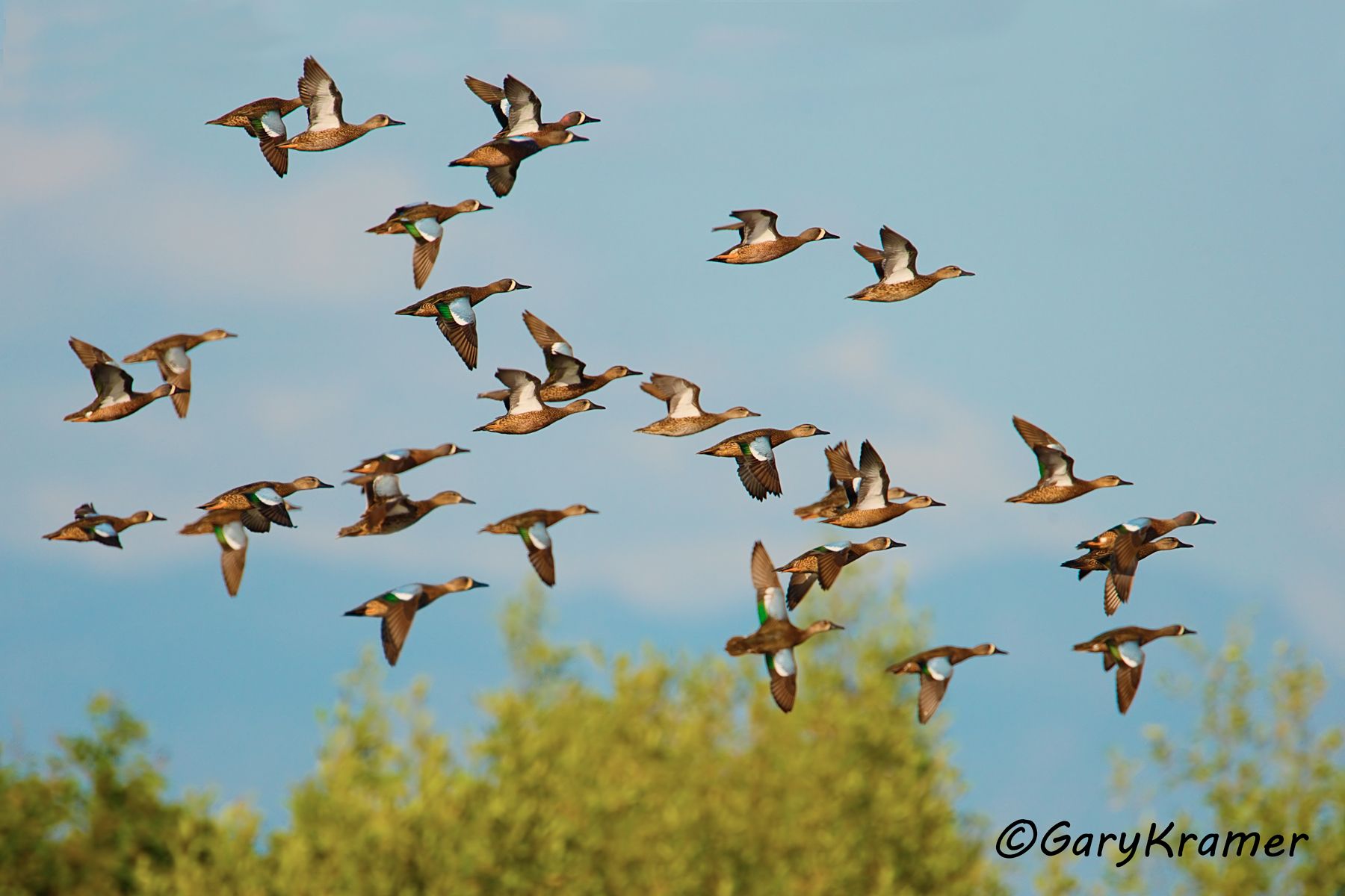 Blue-winged Teal (Spatula discors)  Blue-winged Teal (Spatula discors) - NBWTb#549d