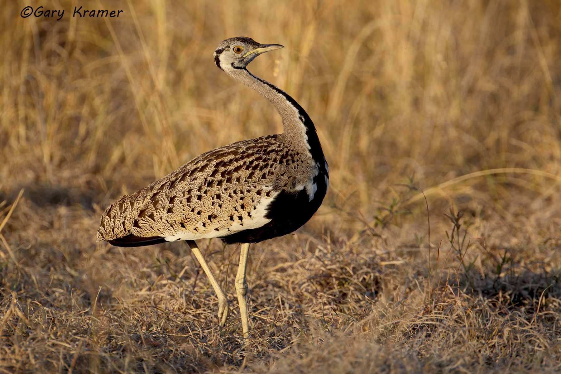 Black-bellied Korhaan (Eupodotis melanogaster) Black-bellied Korhaan (Eupodotis melanogaster) - ABKb#005d