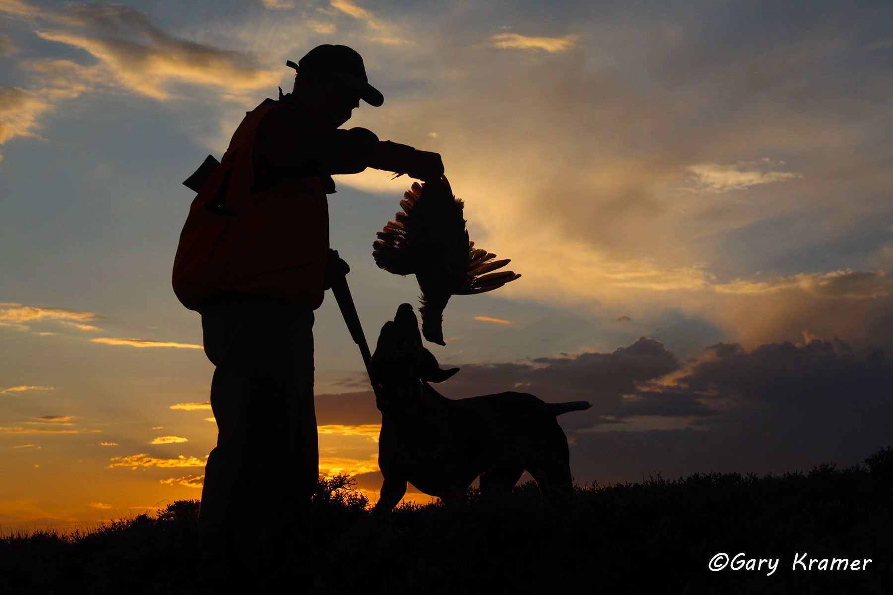 Hunter(s) & German Shorthaired Pointer(s) w/ Sage Grouse Hunter & German Shorthaired Pointer(s) w/ Sage Grouse - NHSg#011d