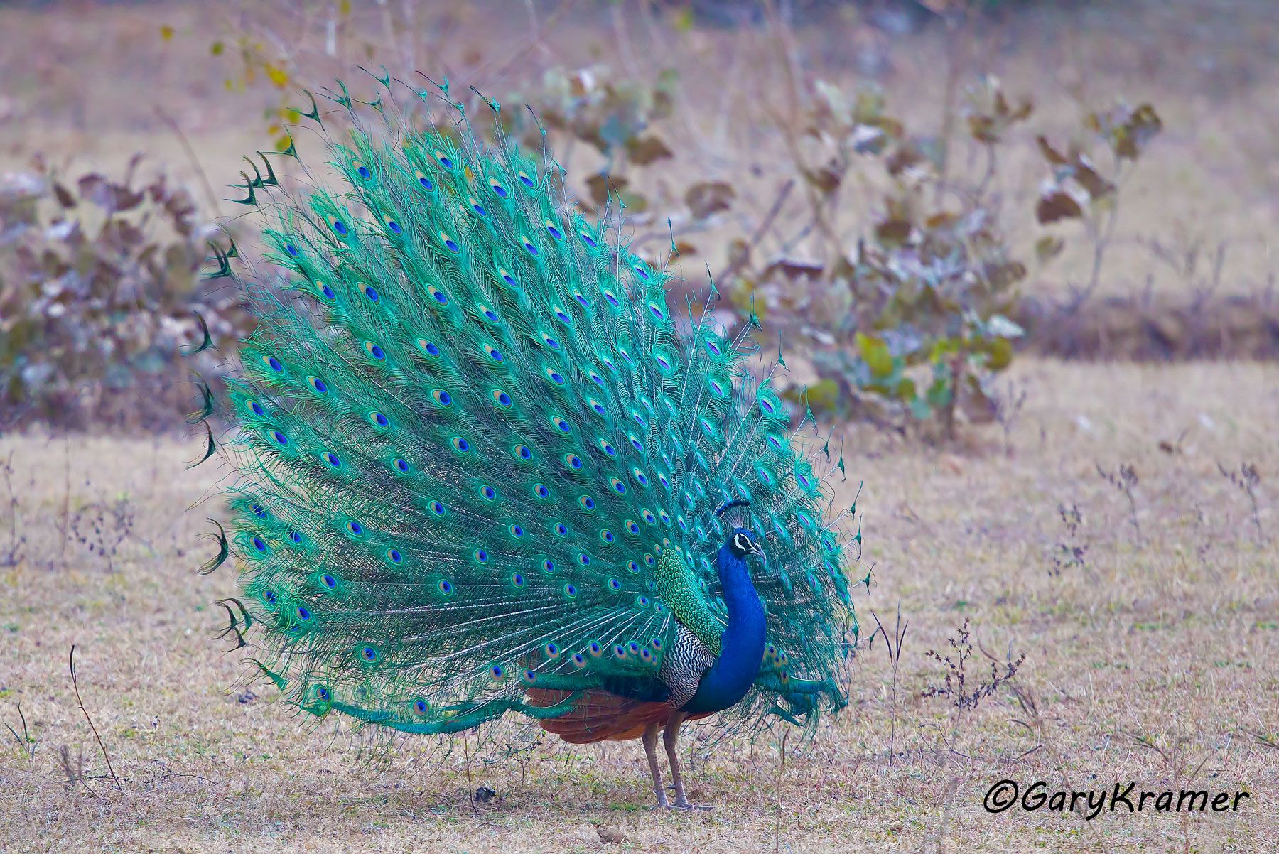 Indian (Common) Peafowl (Pavo cristatus) - AsBP#011d