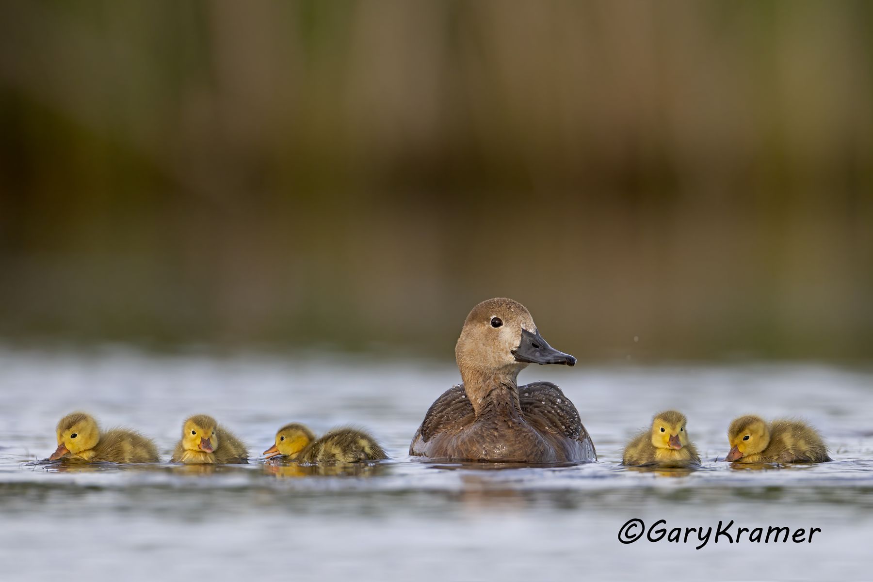 Redhead (Aythya americana) - NBWR#2623d(2)