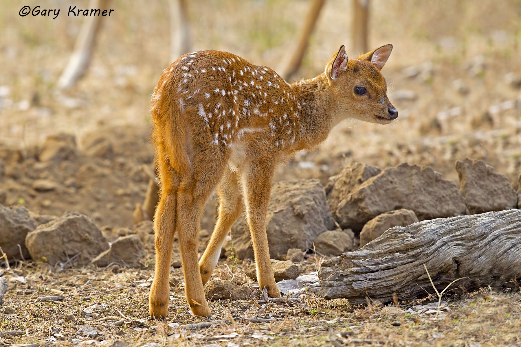 Axis Deer (Chital) (Axis axis) Axis Deer (Chital) (Axis axis) - EMDa#093d