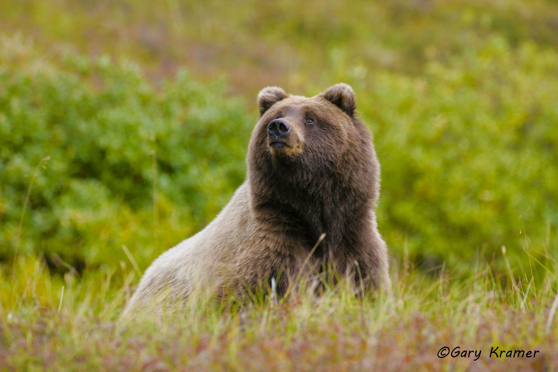 Grizzly Bear (Ursus horribilis) Montana, USA by GaryKramer.net, 530-934-3873, gkramer@cwo.com Grizzly Bear (Ursus horribilis) - NMBG#074d