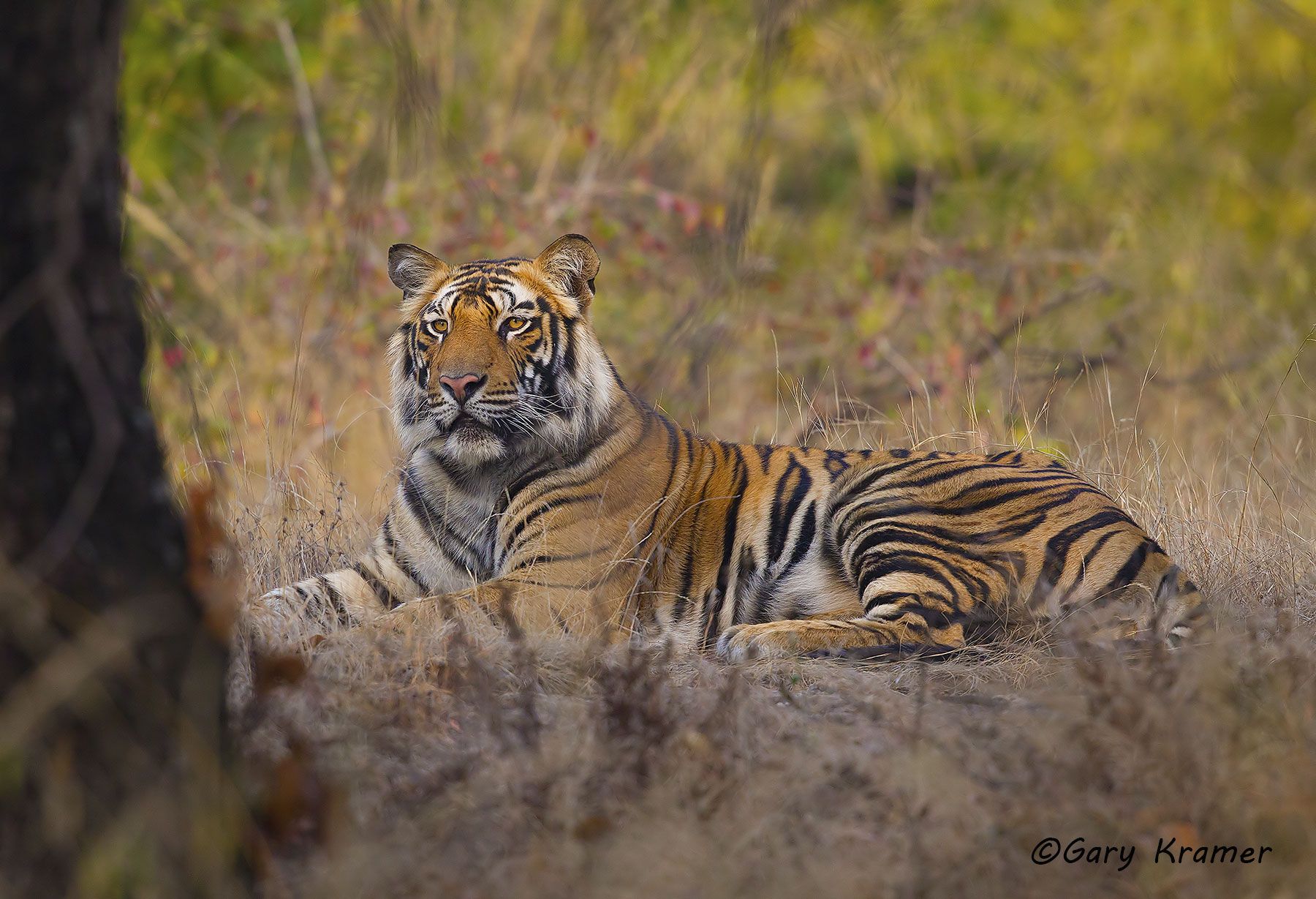 Tiger (Bengal) (Panthera tigrus tigrus) - AMTb#138d.jpg