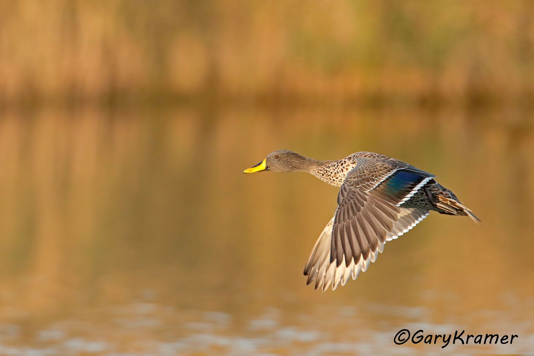 Yellow-billed Duck (Anas undulata) - ABWY#043d (South Africa)