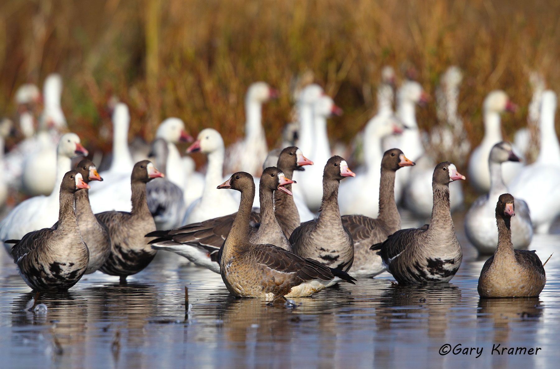 White-fronted Goose/Snow Goose (Anser albifrons/Anser caerulescens)- NBWWS#032d