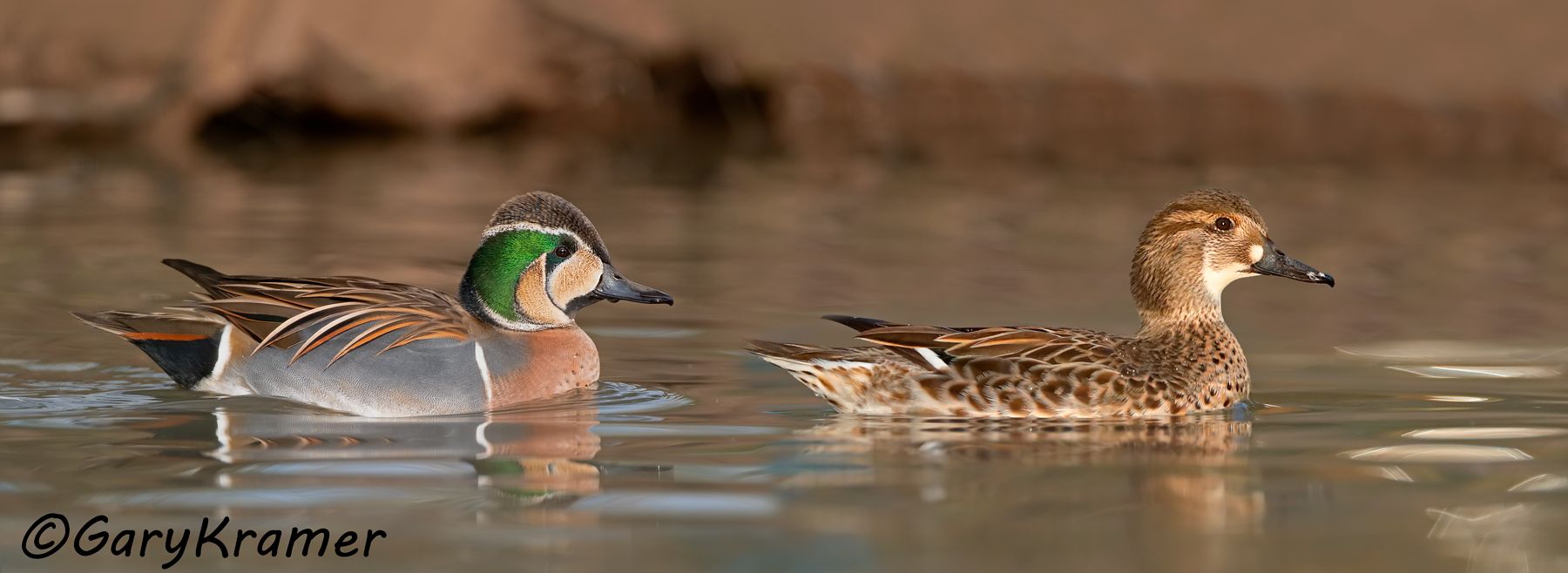 Baikal Teal (Anas formosa)  Baikal Teal (Anas formosa) - SBWB#059d(P)