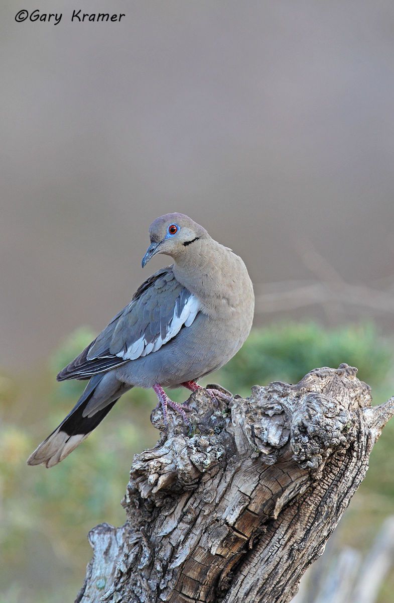 White-winged Dove (Zenaida asiatica) - NBDWw#373d