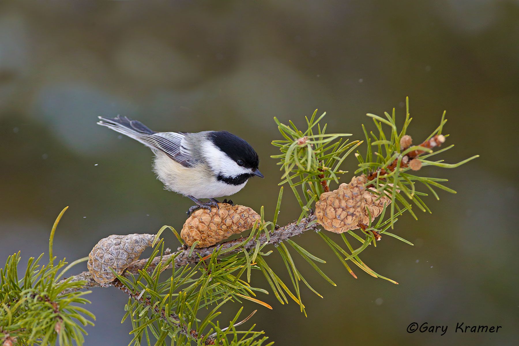 Black-capped Chickadee (Poecile atricapillus) Black-capped Chickadee (Poecile atricapillus) - NBTHb#013d