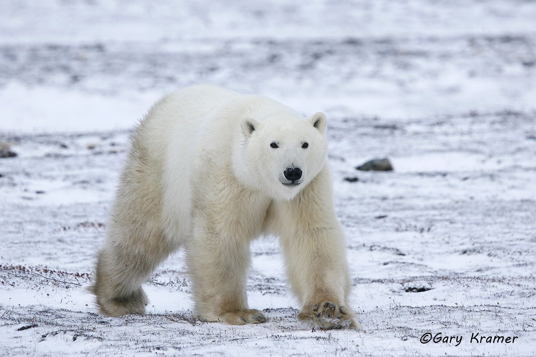 Polar Bear (Thalarctos maritimus) by GaryKramer.net, 530-934-3873, gkramer@cwo.com Polar Bear (Thalarctos maritinus) - NMBP#037d