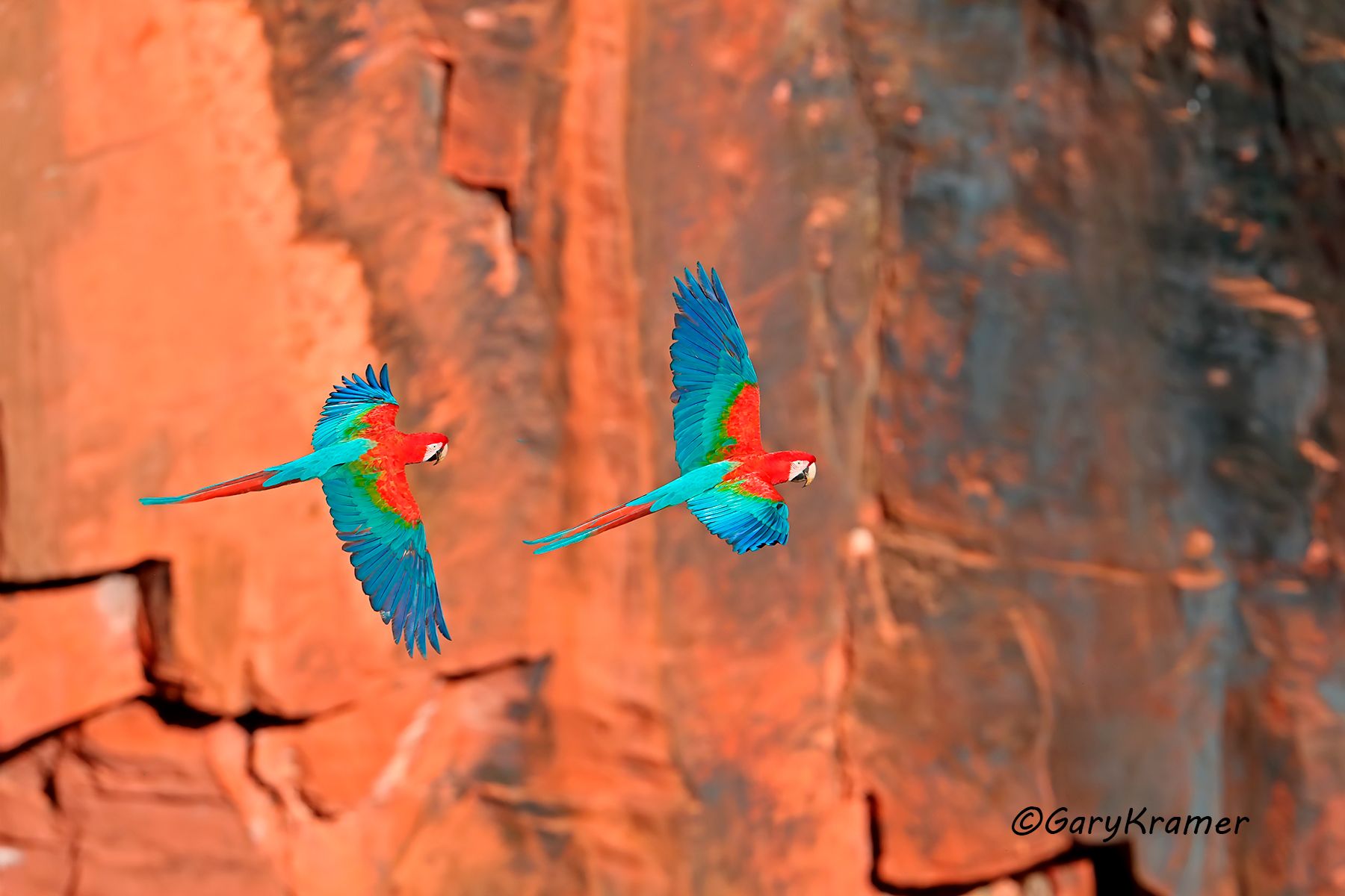 Red and Green Macaw (Ara chloropetera) Red and Green Macaw (Ara chloropetera) - SBMrg#002d