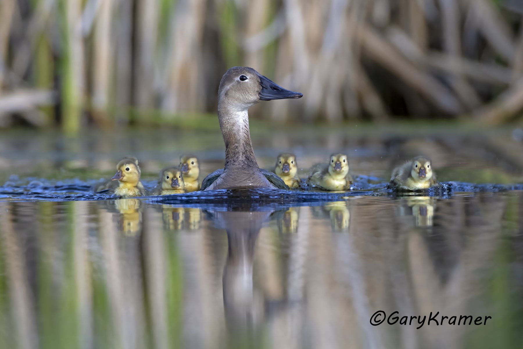 Canvasback (Aythya valisineria) - NBWC#2869d(2)