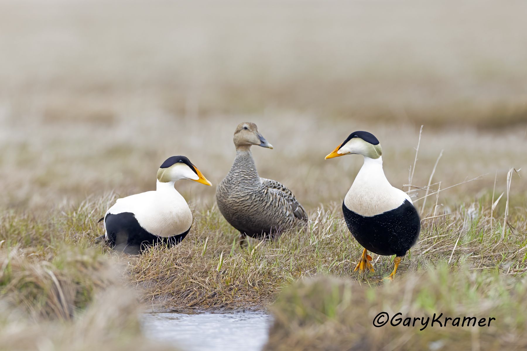 Common Eider (Pacific) (Somateria mollissima nigra) - NBWEp#310d(2)