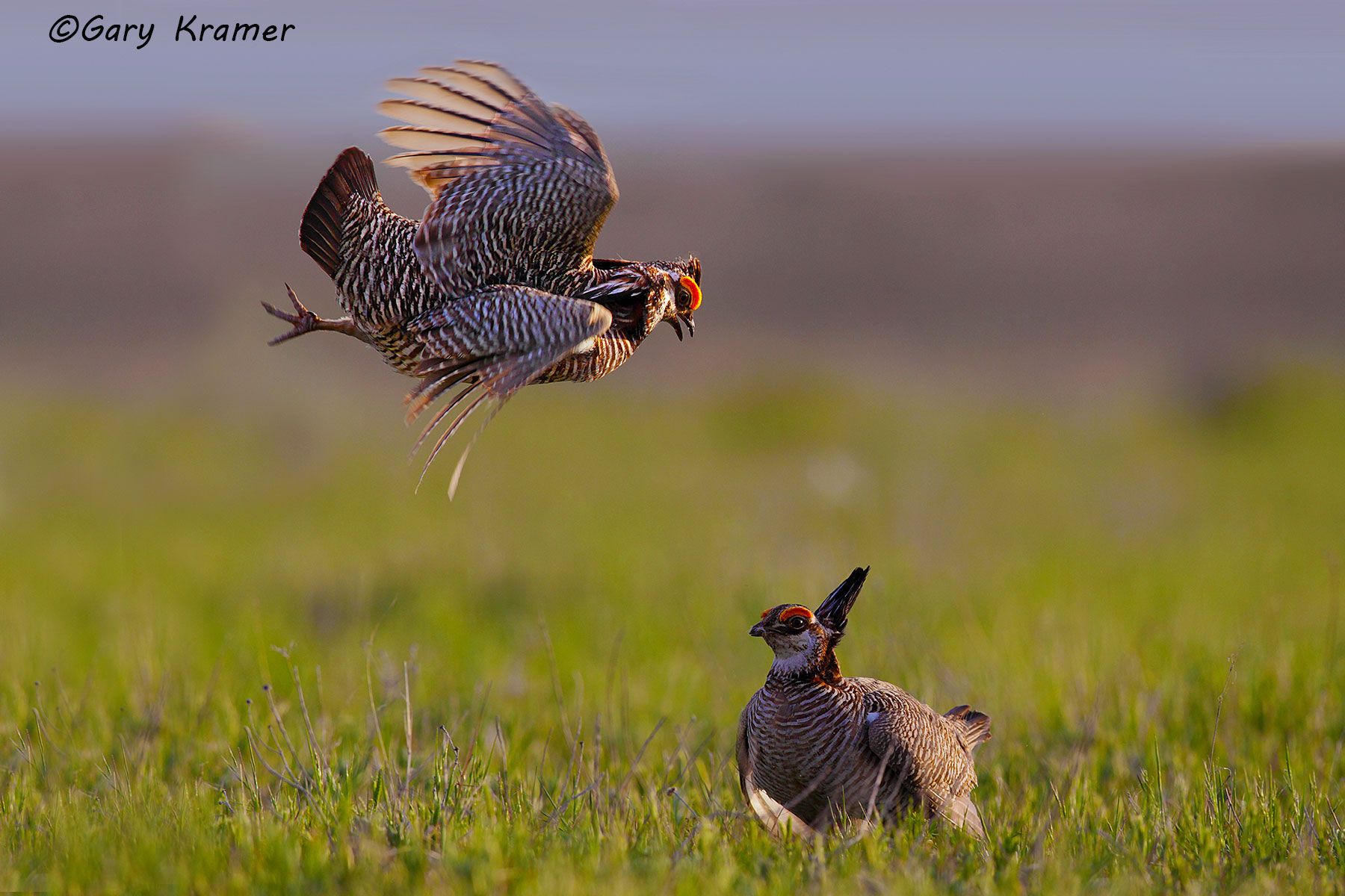 Lesser Prairie Chicken (Tympanchus pallidicinctus) - NBGCl#1611d