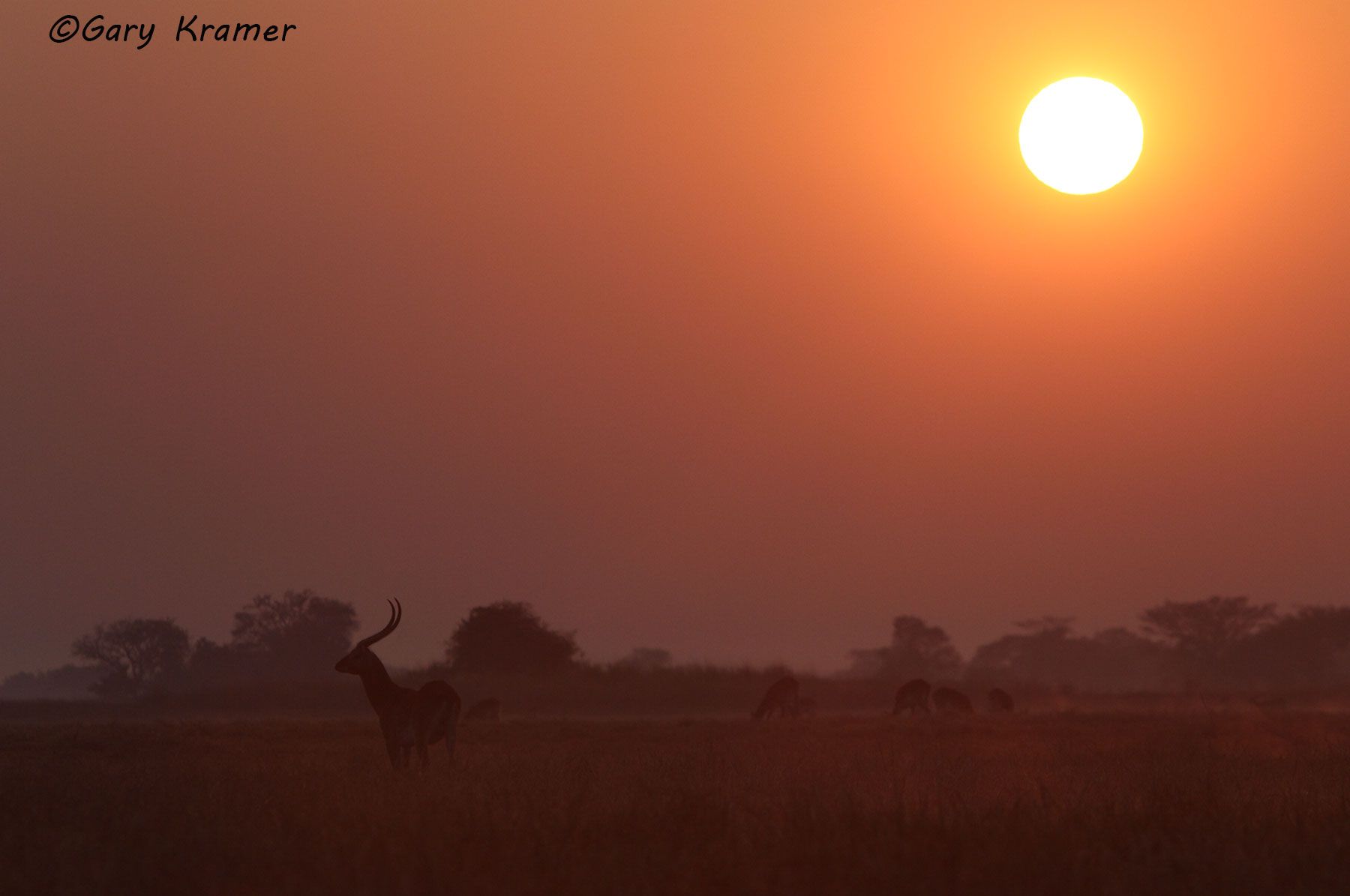 Red Lechwe (Kobus leche) Red Lechwe (Kobus leche) - AMUL#234d