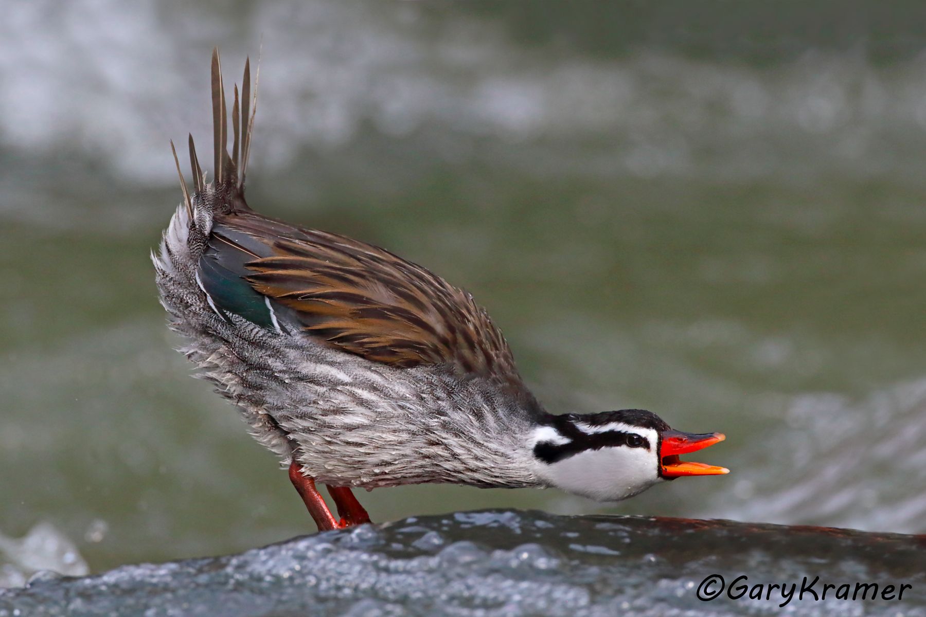 Torrent Duck (Merganetta armata) - SBWO#428d (Colombia)