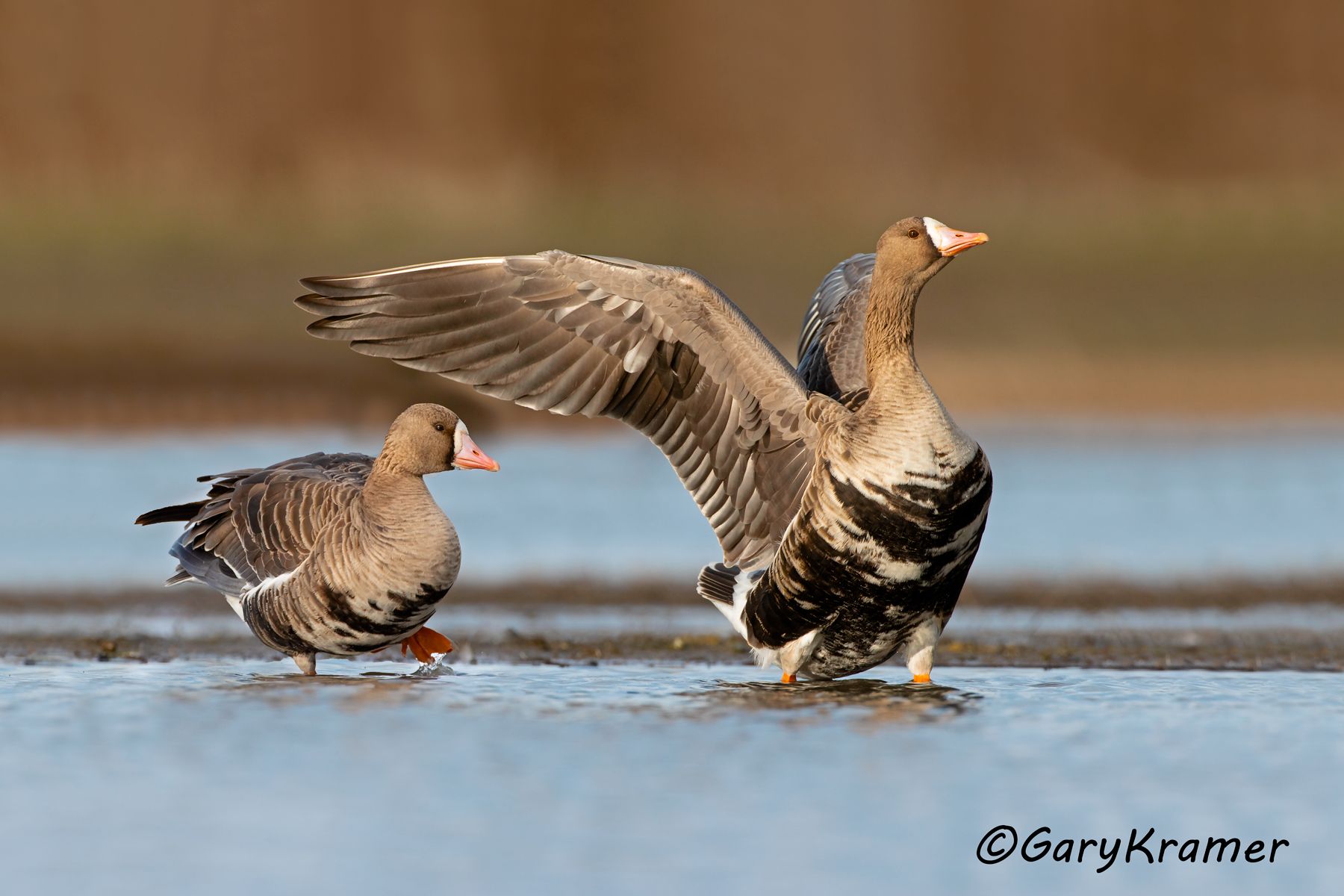 White-fronted Goose (Anser albifrons) - NBWWf#3129d(2)