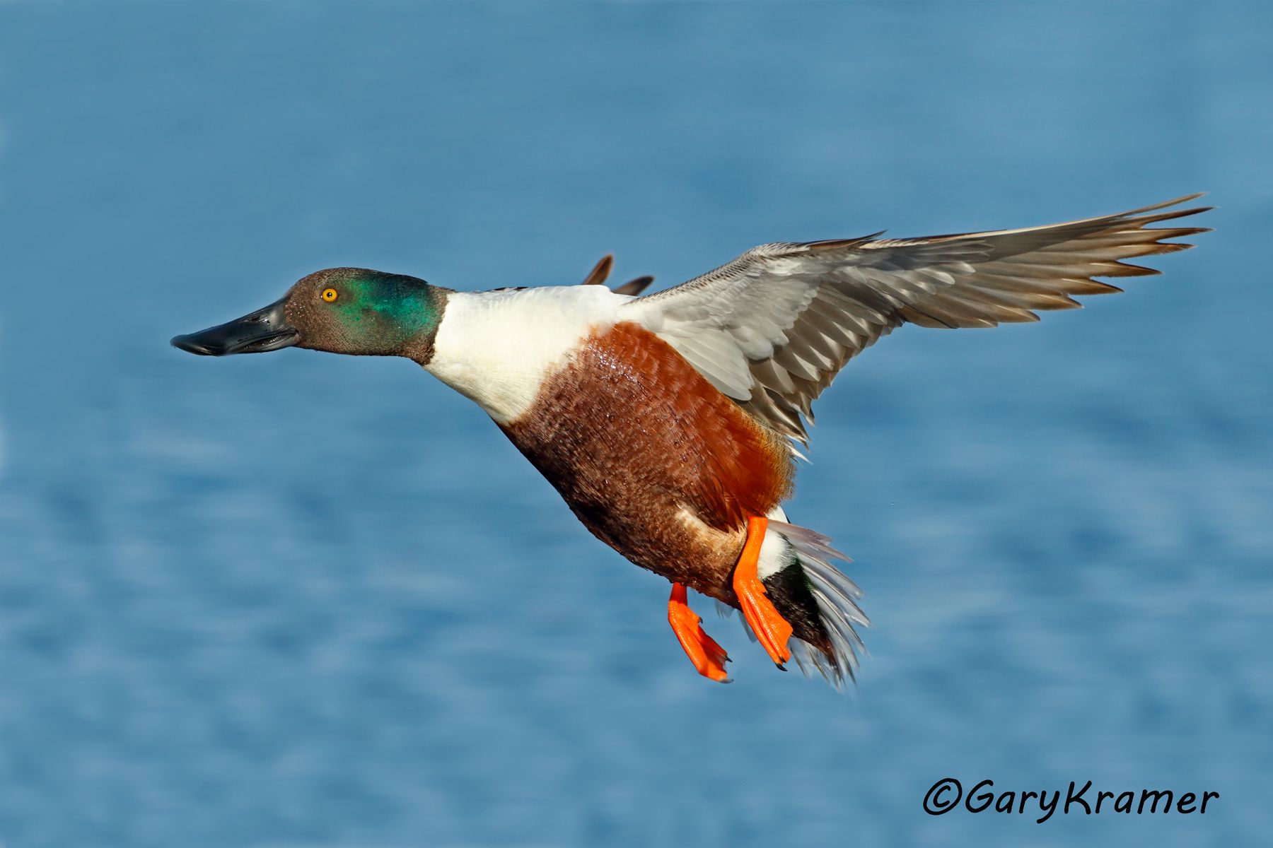 Northern Shoveler (Spatula clypeata) Northern Shoveler (Spatula clypeata) - NBWS#1624d