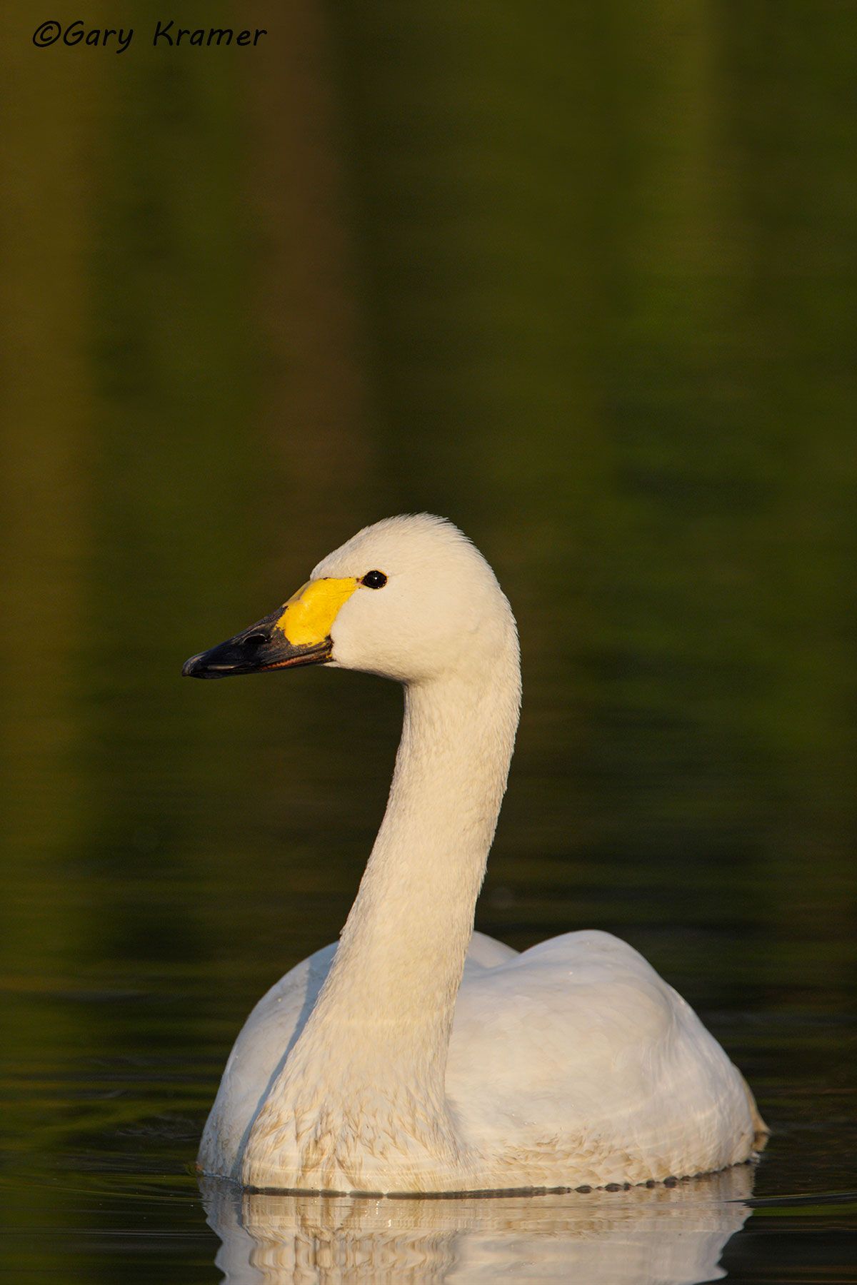 Whooper Swan (Olor cygnus) Iceland - EBWSw#010d(2)