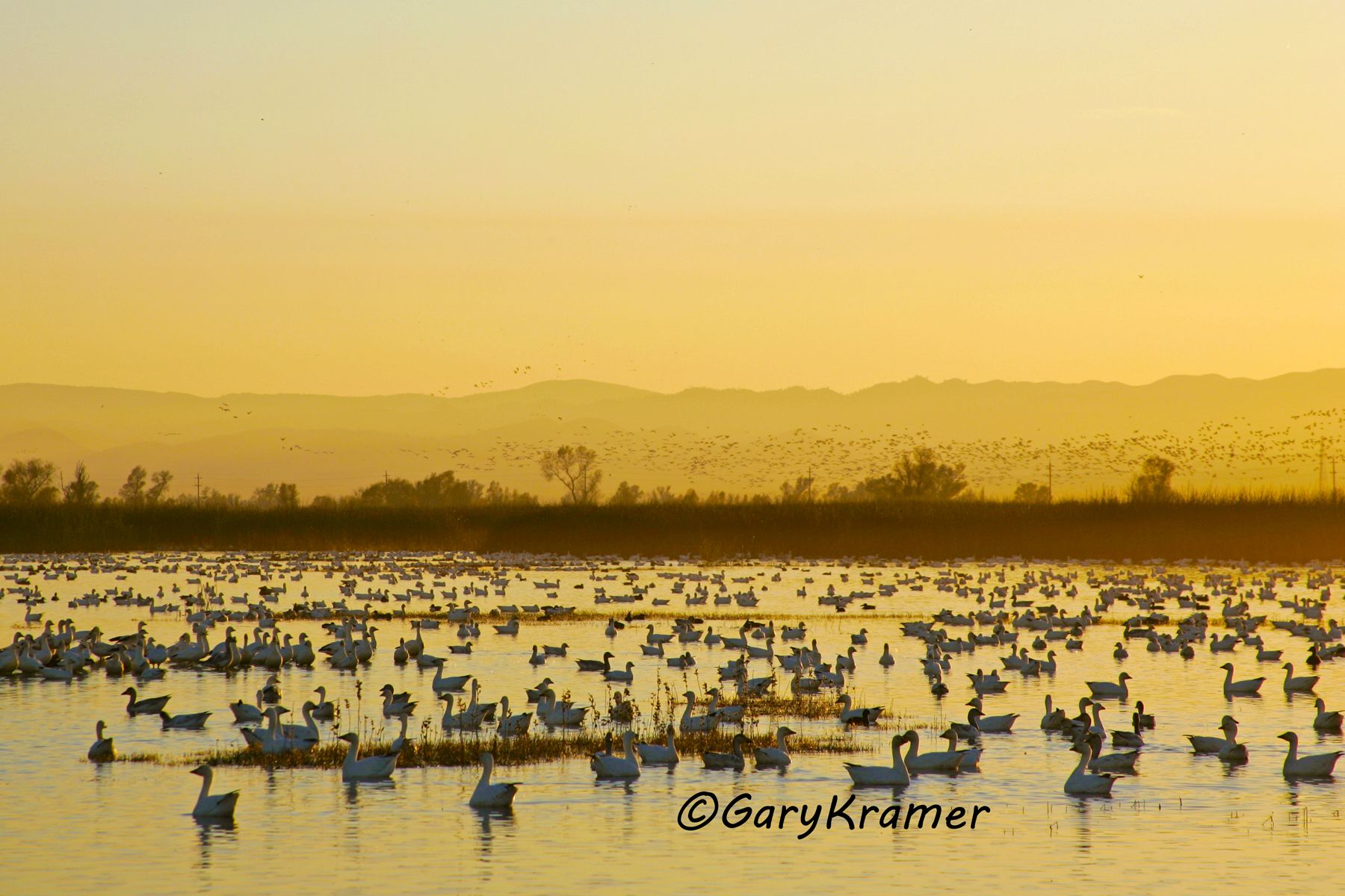 Lesser Snow Goose (Anser caerulescens) - NBWSg#1062d