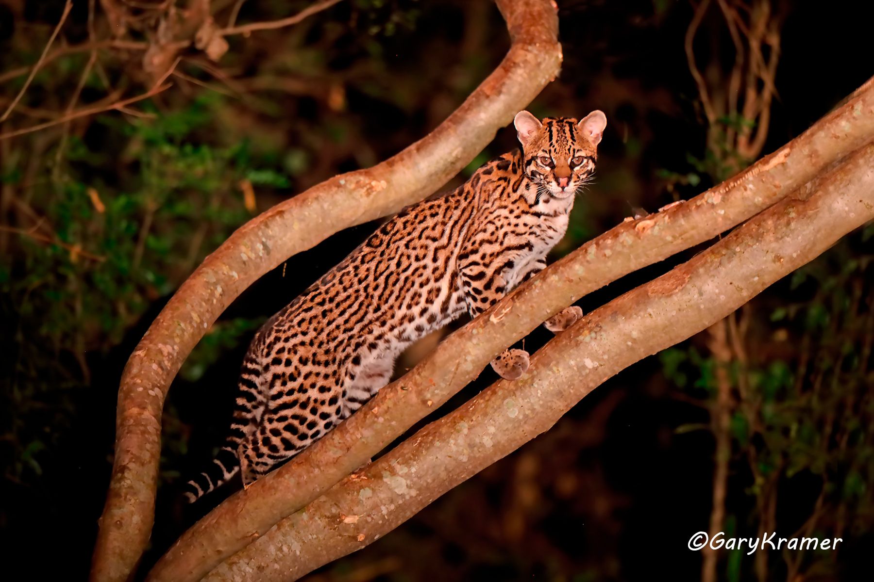 Ocelot (Leopardus pardalis) Ocelot (Leopardus pardalis) - SMLo#011d