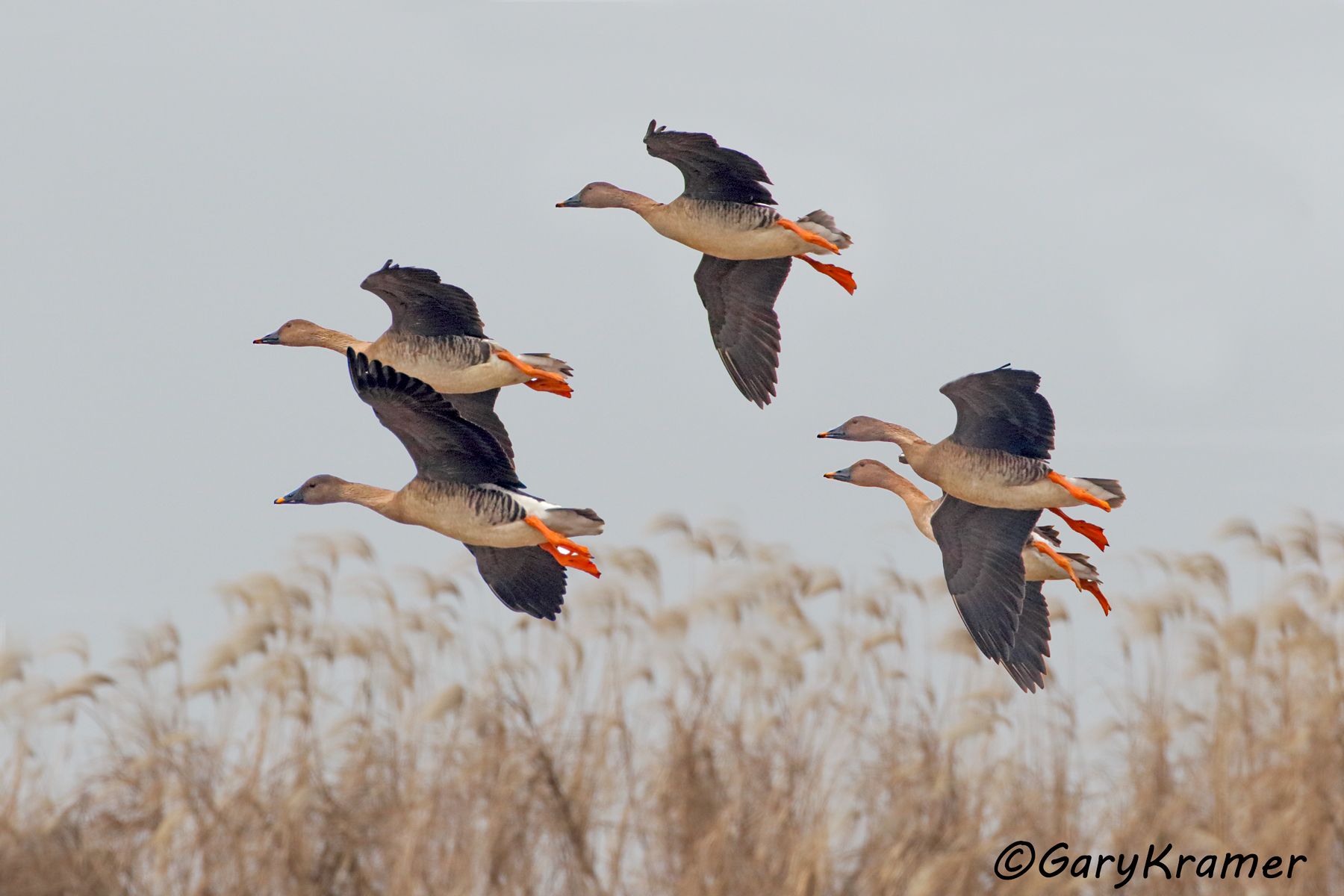 Taiga Bean Goose (Anser fabalis)  Taiga Bean Goose (Anser fabalis) - EBWGtt#005d(3)