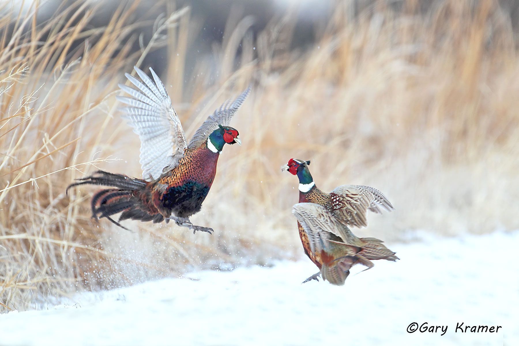 Ring-necked Pheasant (Phasianus colchicus) by GaryKramer.net, 530-934-3873, gkramer@cwo.com Ring-necked Pheasant (Phasianus colchicus) - NBGP#1382d(2)