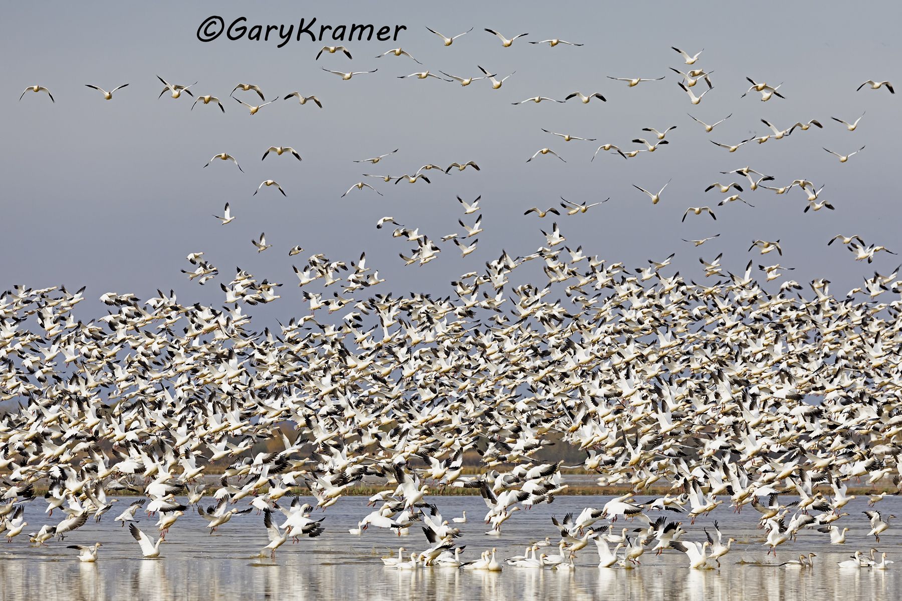 Lesser Snow Goose (Anser caerulescens) - NBWSg#3097d