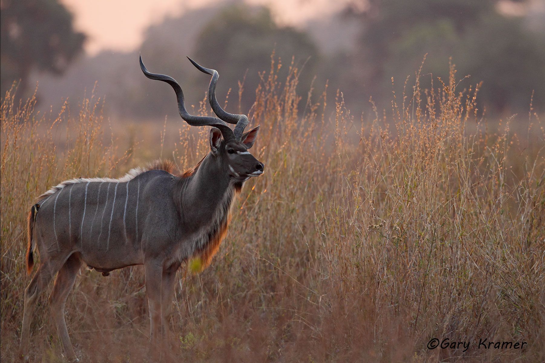 Greater Kudu (Tragelaphus strepsiceros) - AMUK#365d