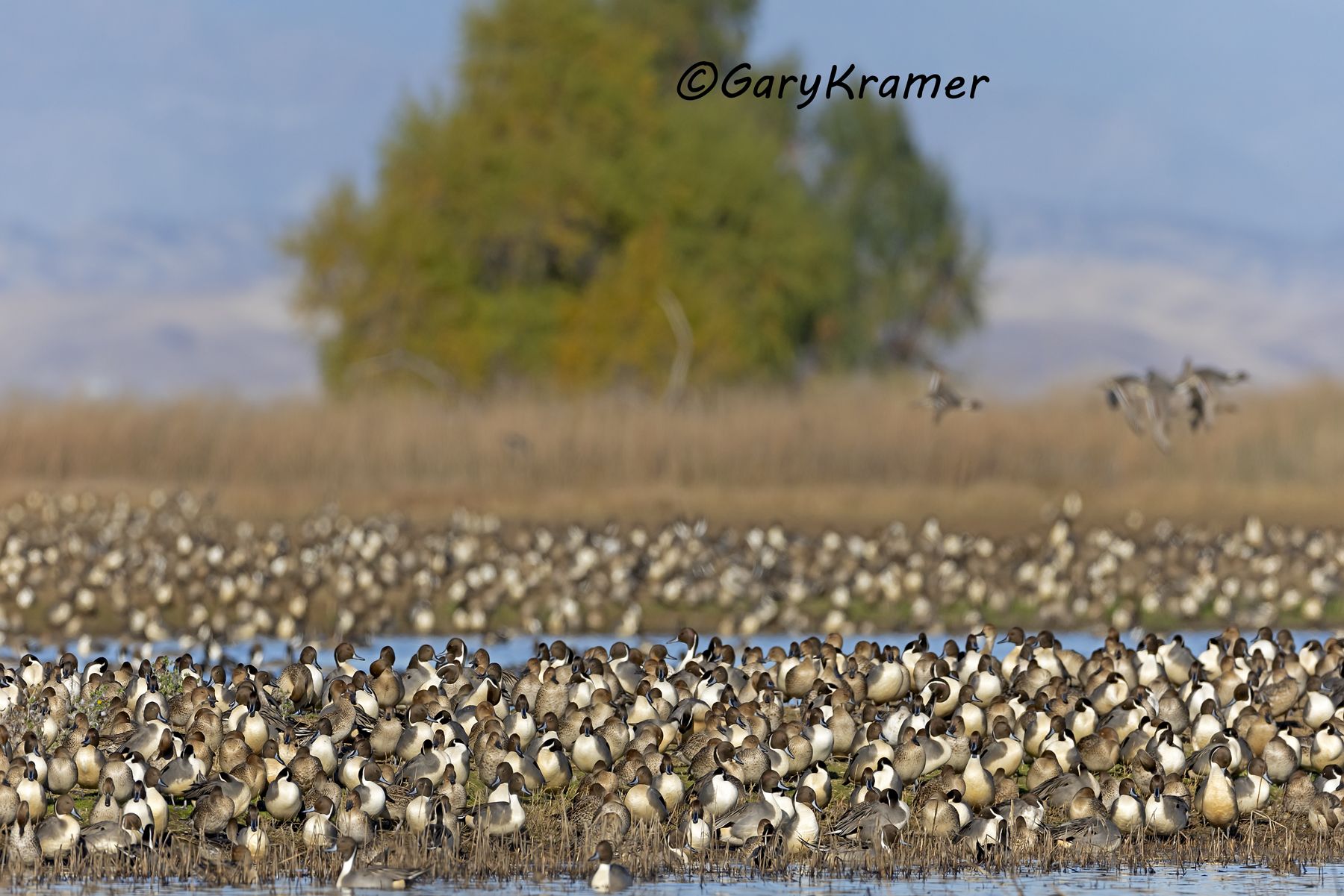 Northern Pintail (Anas acuta) - NBWP#657d