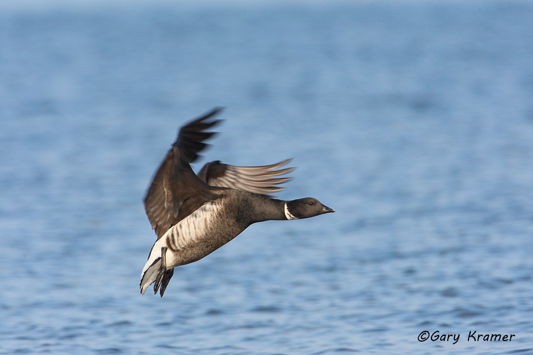 Black (Pacific) Brant (Branta bernicla nigricans) by GaryKramer.net, 530-934-3873, gkramer@cwo.com Black (Pacific) Brant (Branta bernicla nigricans) - NBWBp#486d