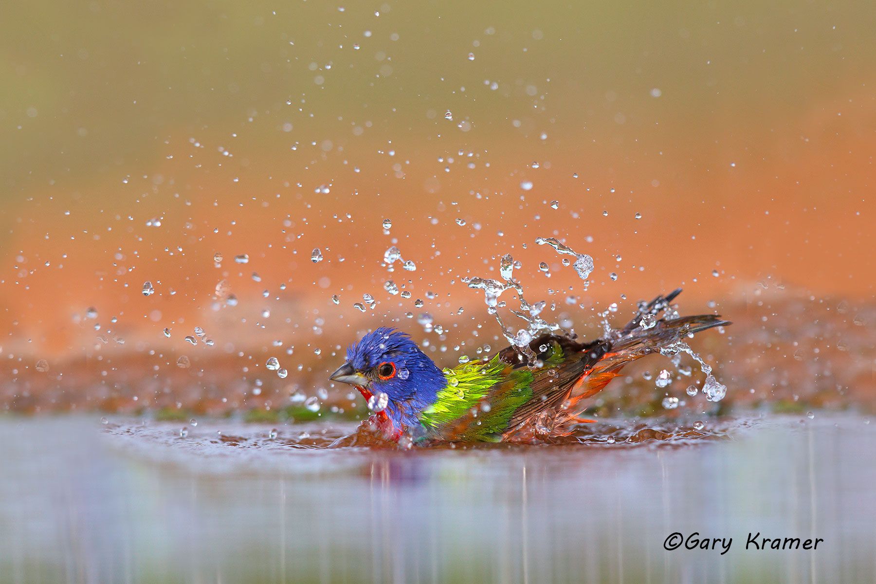 Painted Bunting (Passerina ciris) Painted Bunting (Passerina ciris) - NBTUp#223d(2)