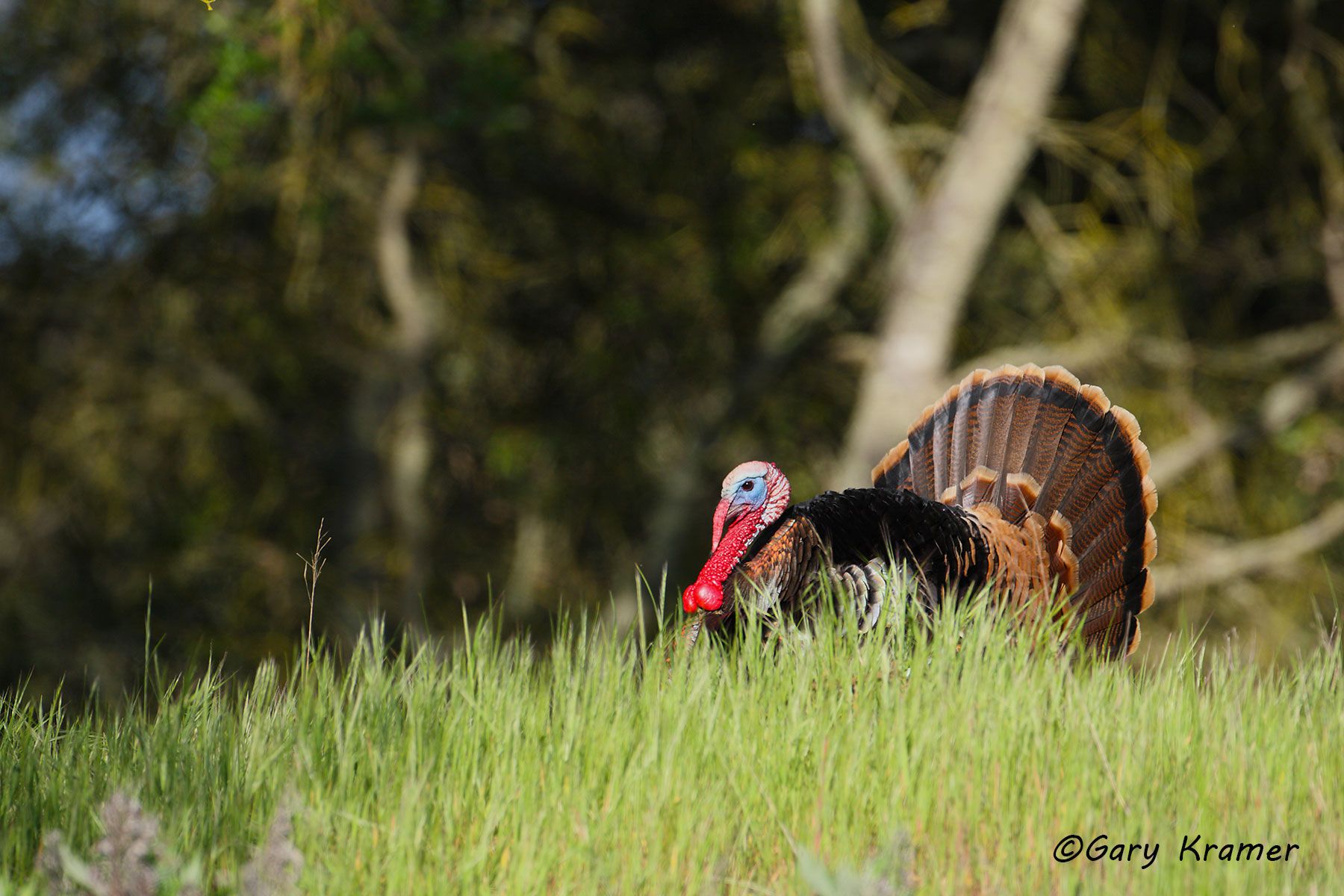 Wild Turkey (Rio Grande) (Meleagris gallopavo intermedia) by GaryKramer.net, 530-934-3873, gkramer@cwo.com - Published: American Hunter Apr 2012; American Sportsman Calendar 2014 Wild Turkey (Rio Grande) (Meleagris gallopavo intermedia) - NBGTr#1286d