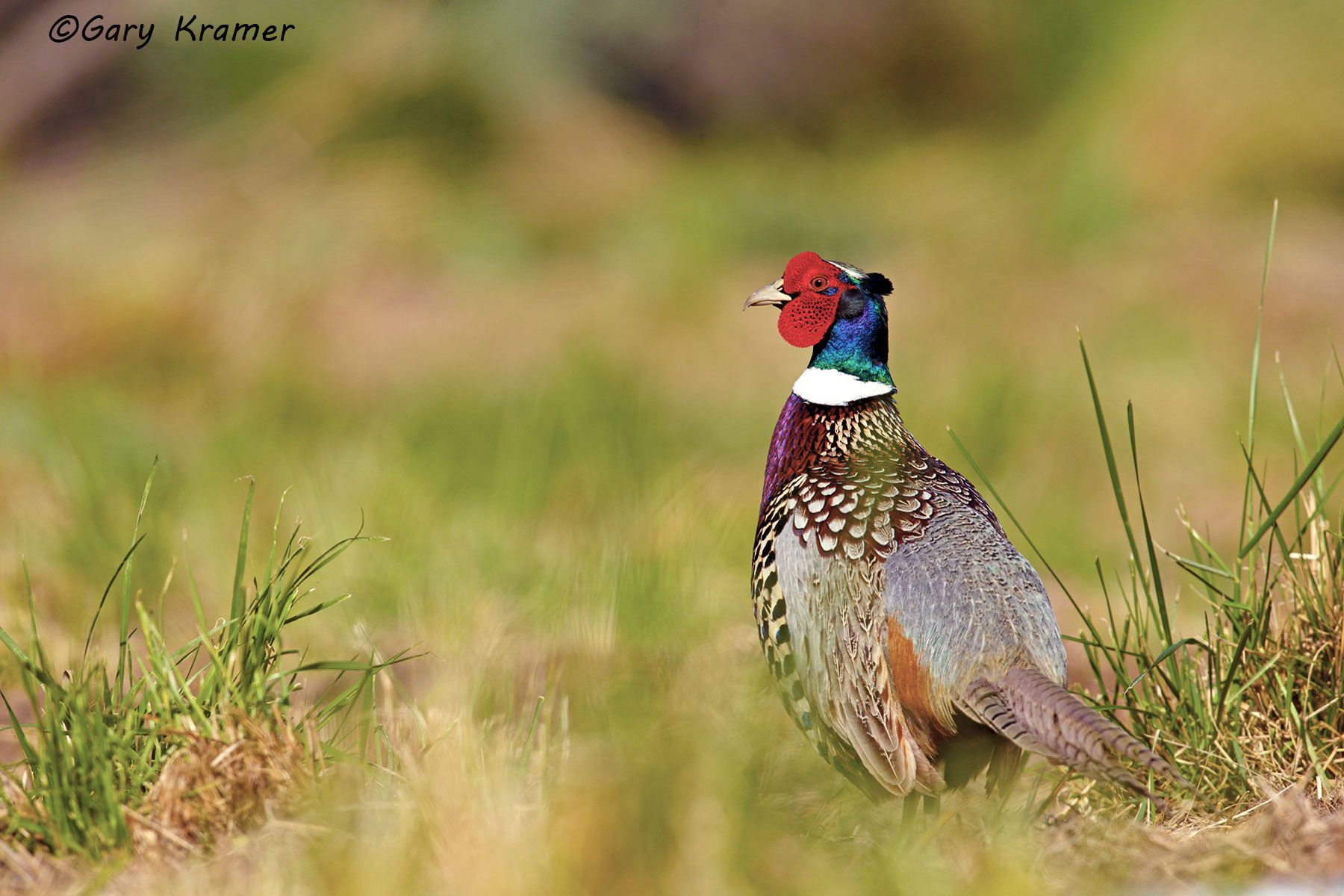 Ring-necked Pheasant (Phasianus colchicus) near Condon, Oregon by GaryKramer.net, 530-934-3873, gkramer@cwo.com Ring-necked Pheasant (Phasianus colchicus) - NBGP#2193d