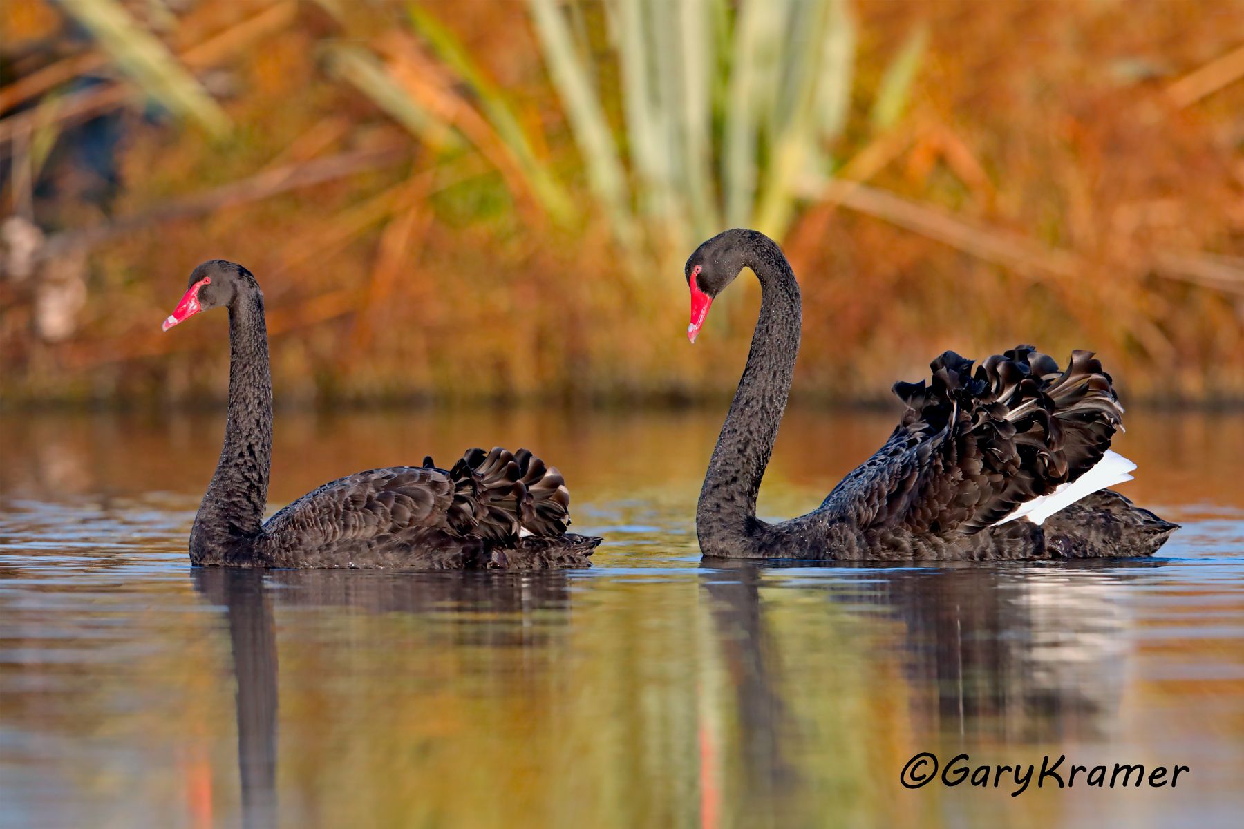 Black Swan (Cygnus atratus)  Black Swan (Cygnus atratus) - OBWSbc#074d