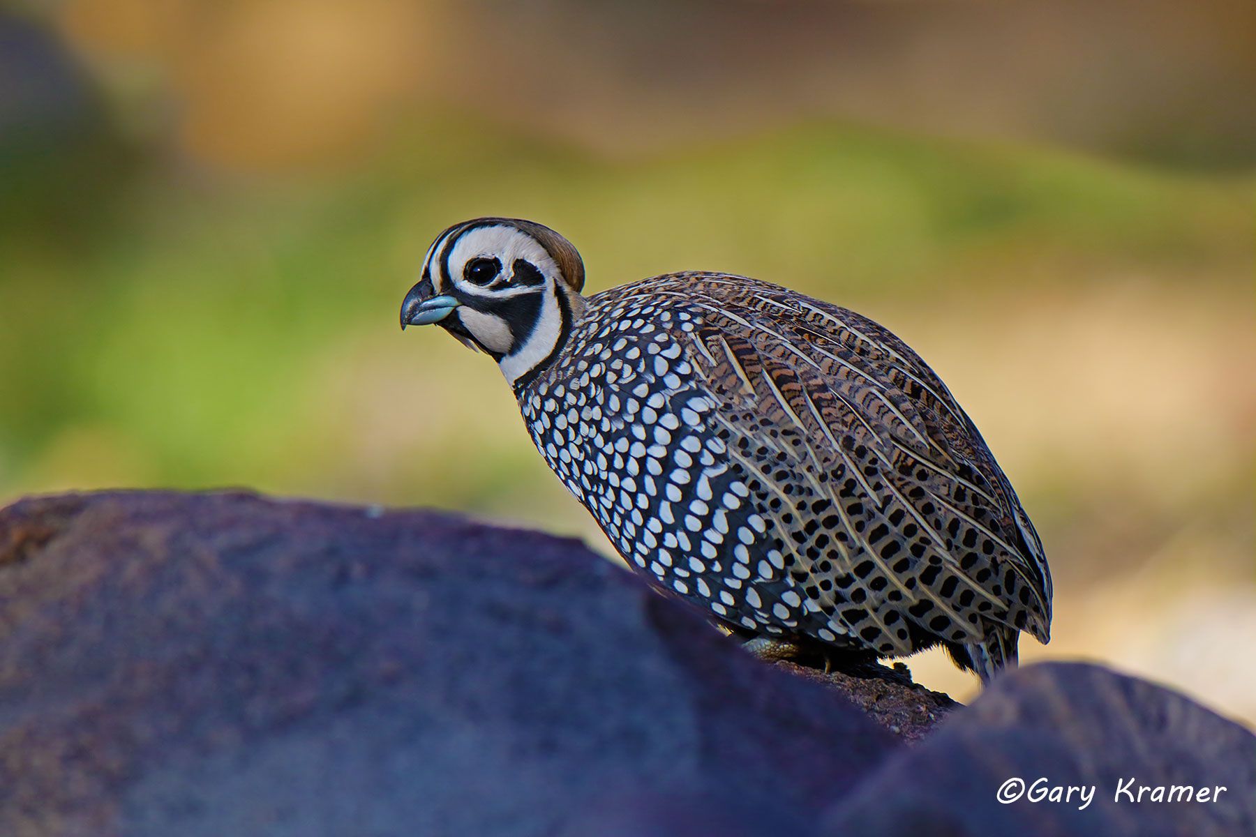 Mearn's (Montezuma) Quail (Cyrtonyx montezumae) Mearn's (Montezuma) Quail (Cyrtonyx montezumae) - NBGQr#227d