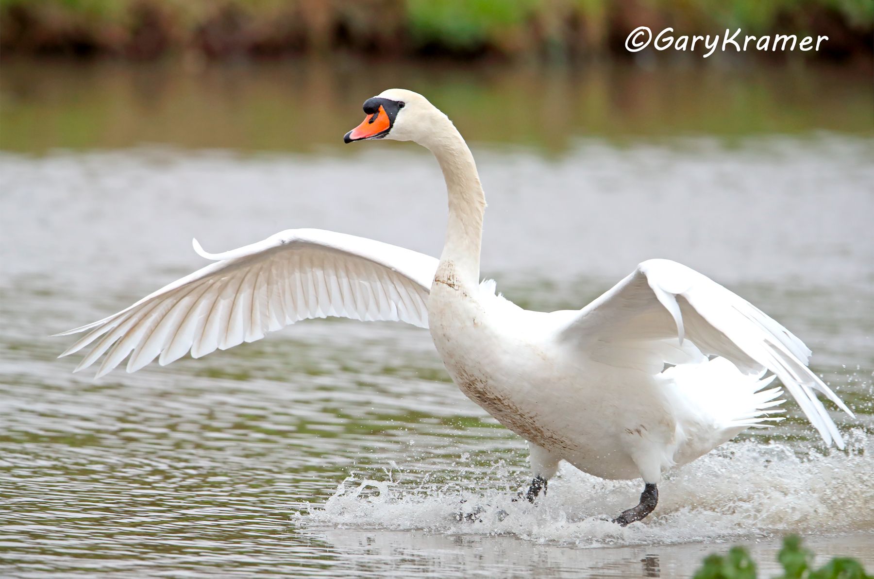 Mute Swan (Cygnus olor)  Mute Swan (Cygnus olor) - EBWSm#101d