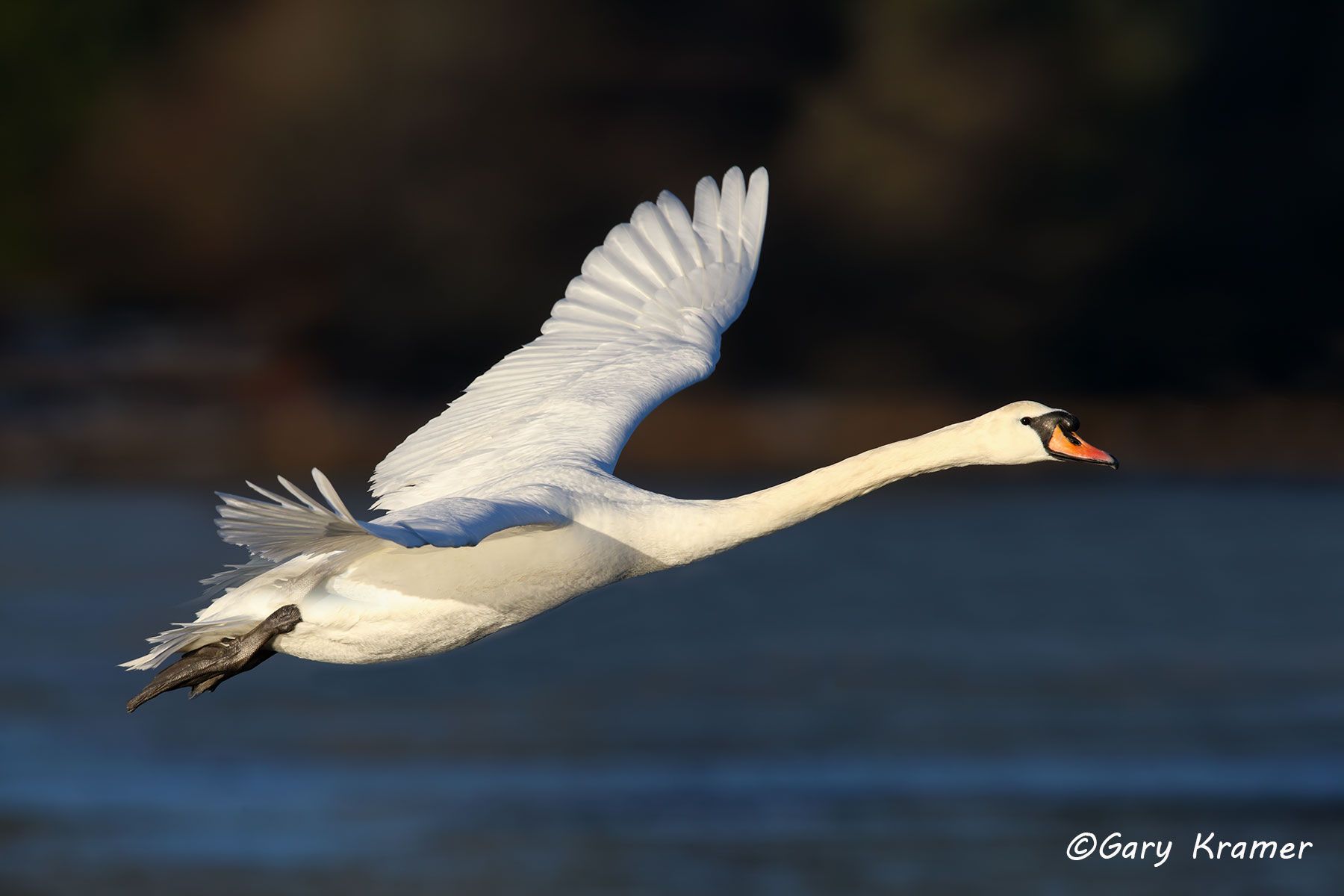 Mute Swan (Cygnus olor) England - EBWS#070d
