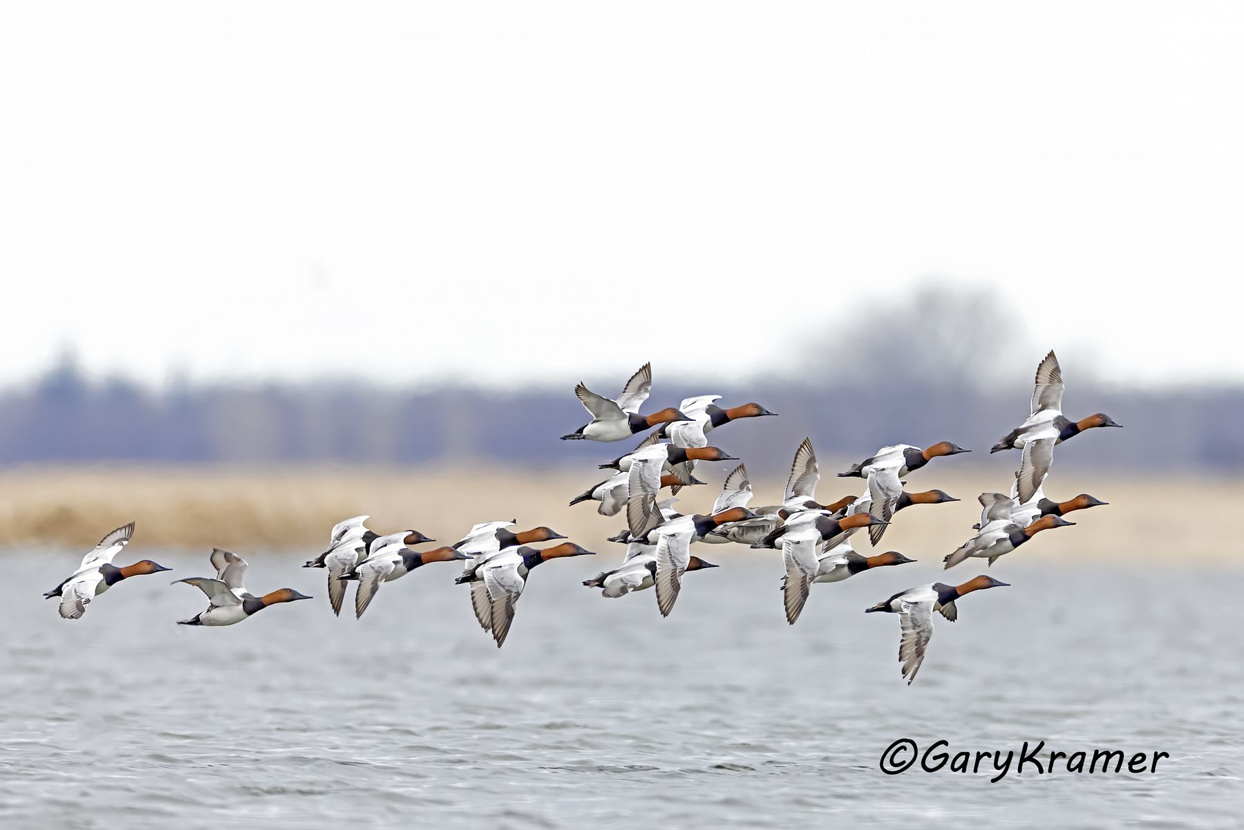 Canvasback (Aythya valisineria) - NBWC#2128d(2)