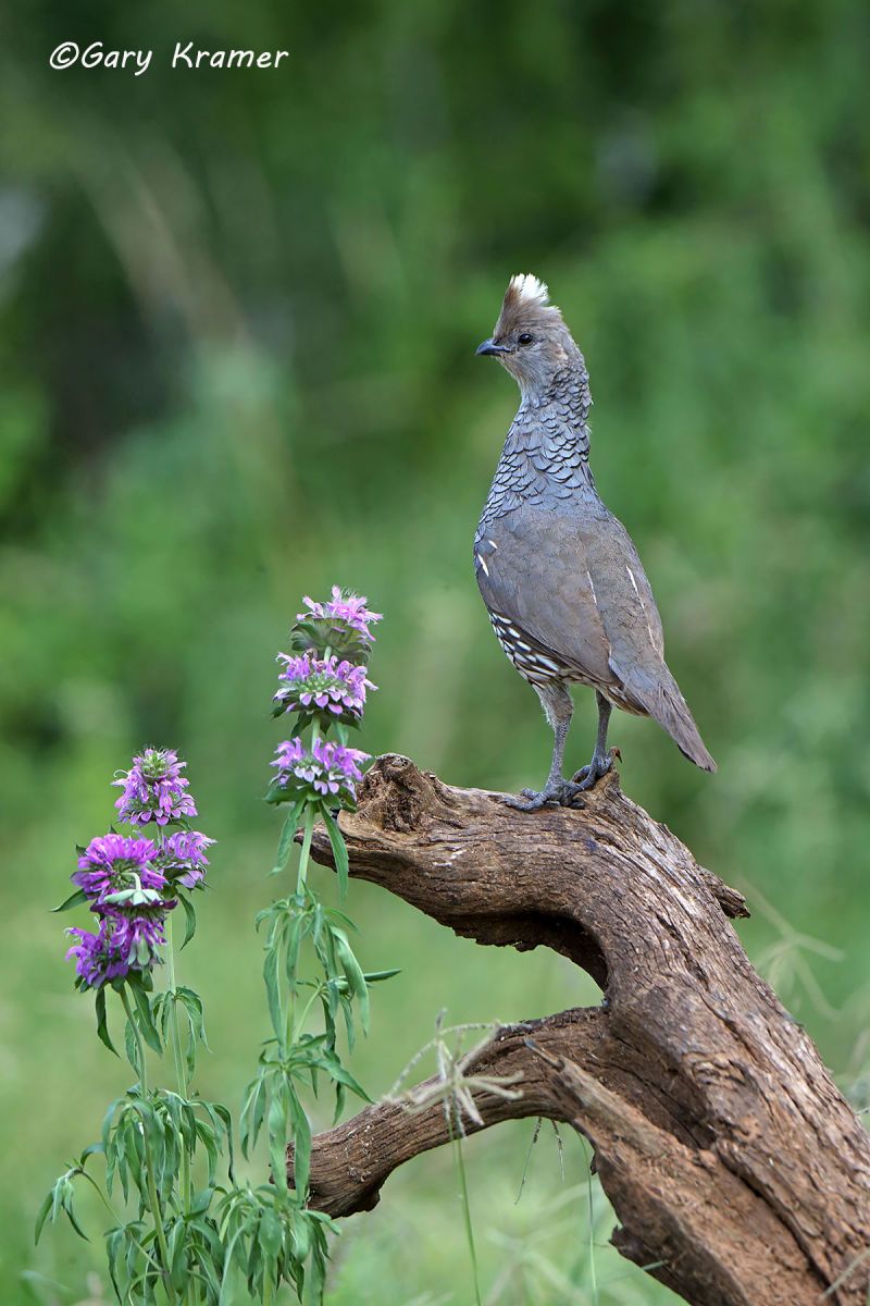Scaled Quail (Callipepla squamata) - NBGQs#1013d