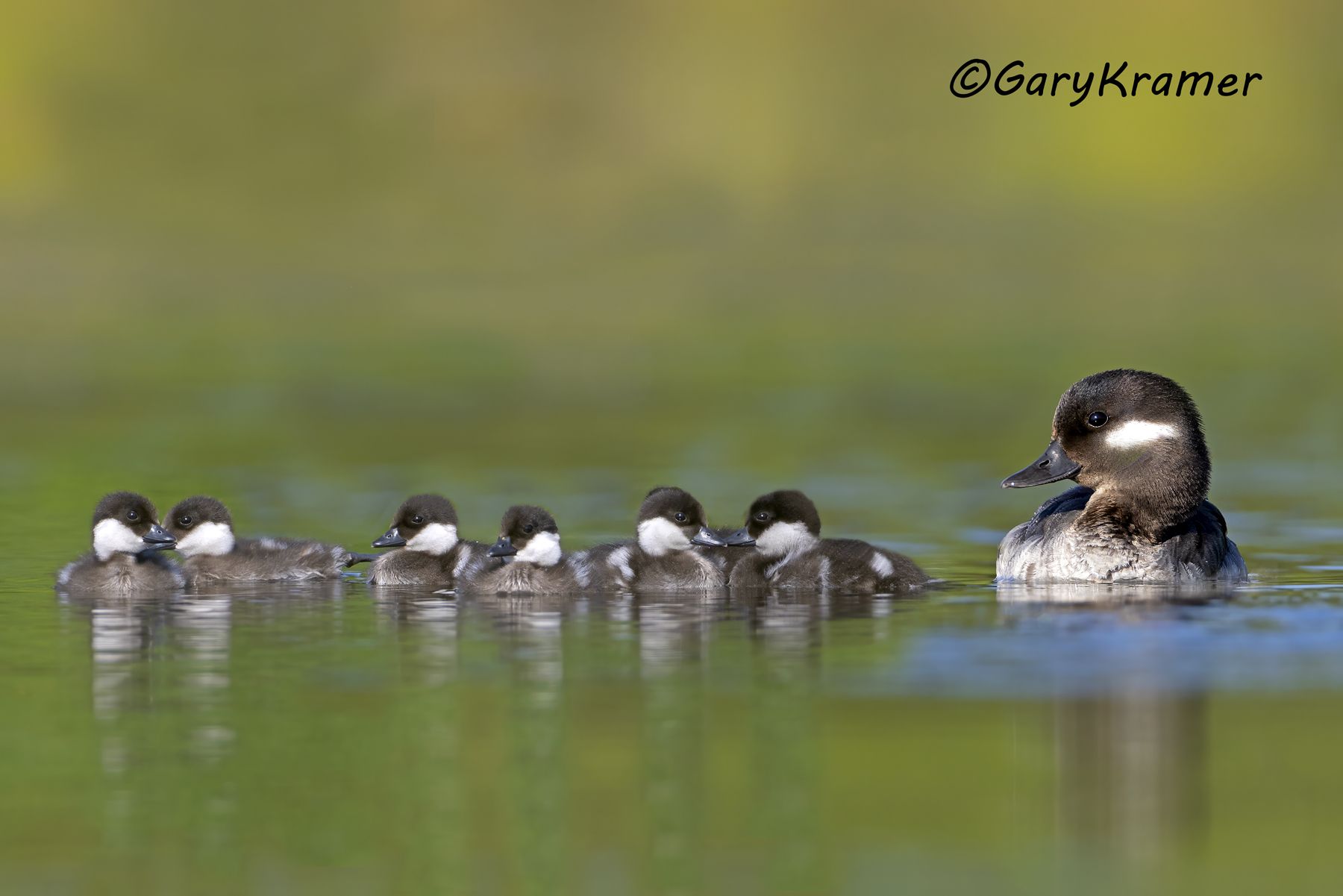 Bufflehead (Bucephala albeola) Bufflehead (Bucephala albeola) - NBWB#688d(2)